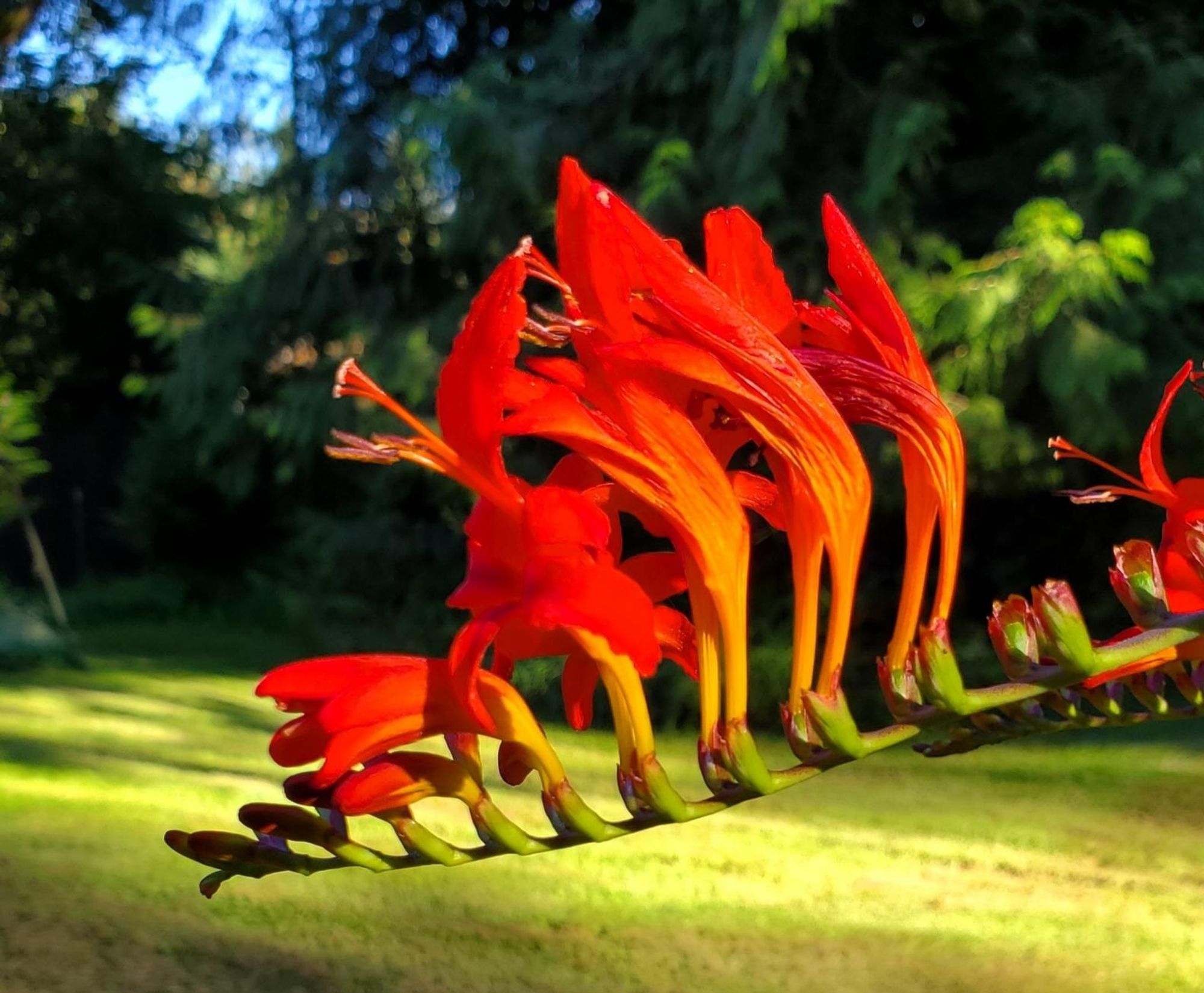 #crocosima  #photoMonday Crocosmia 'Lucifer' Montbretia