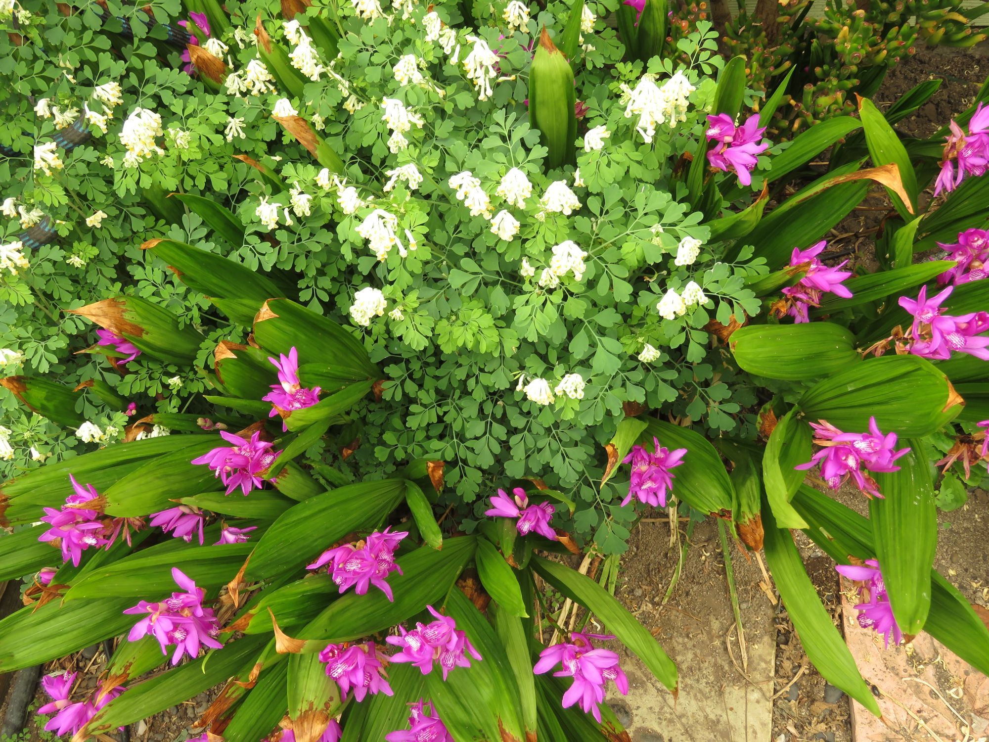 Beautiful magenta colored flowers of Bletilla striata with their strap-like leaves growing with white Corydalis and it's lacy leaves.