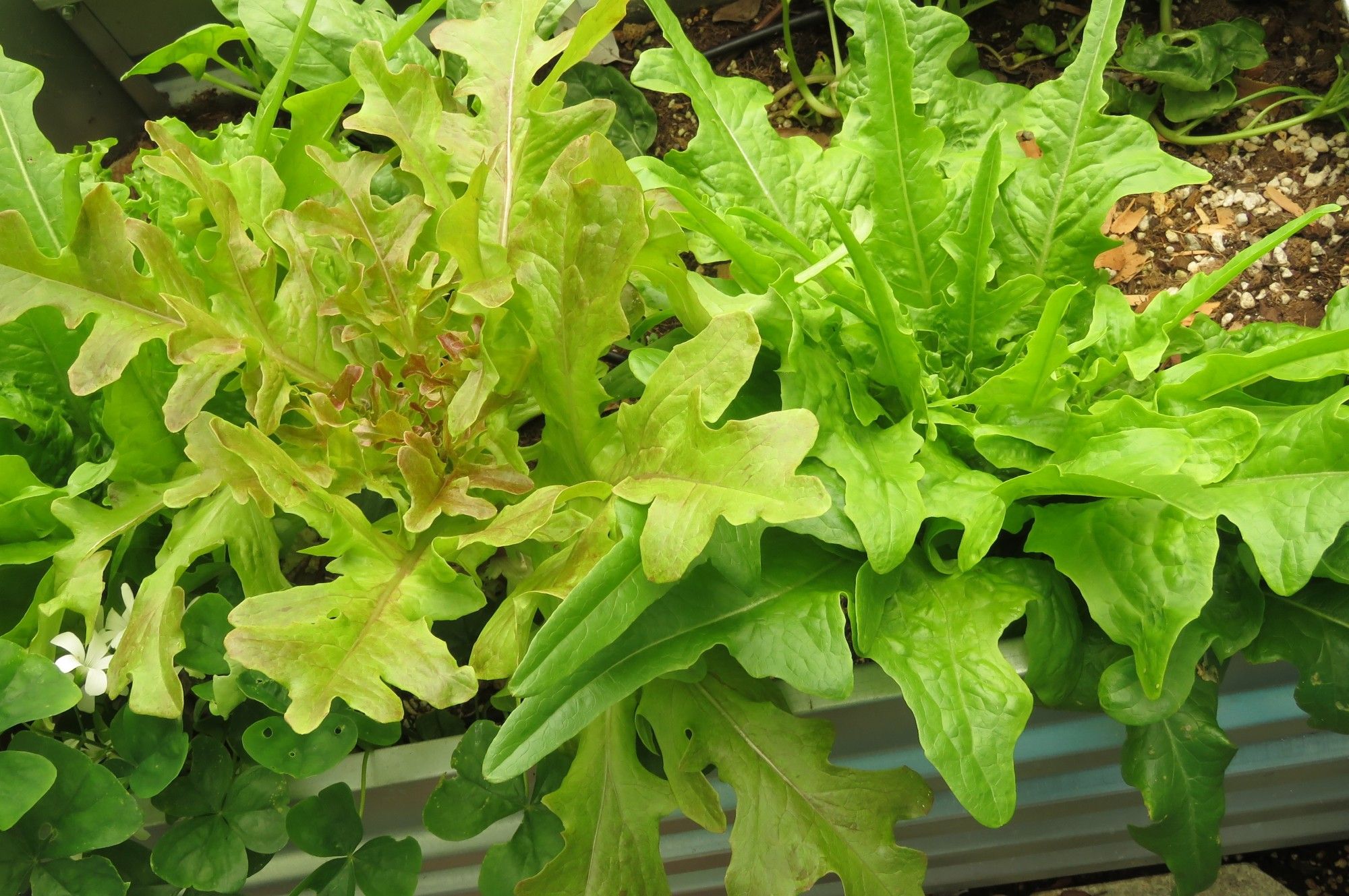 Loose leaf lettuce plants.