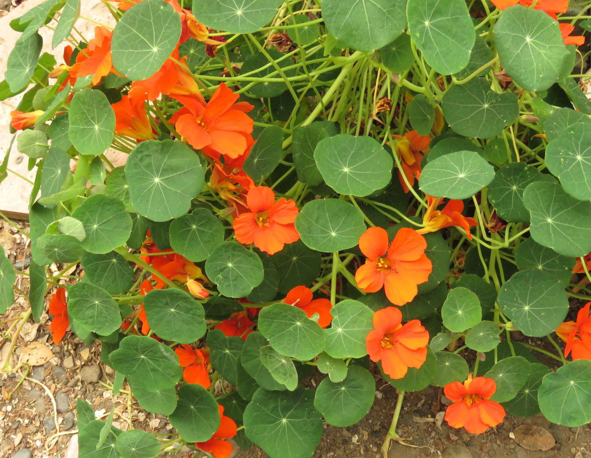 Bright orange Nasturtium flowers, with their rounded leaves.