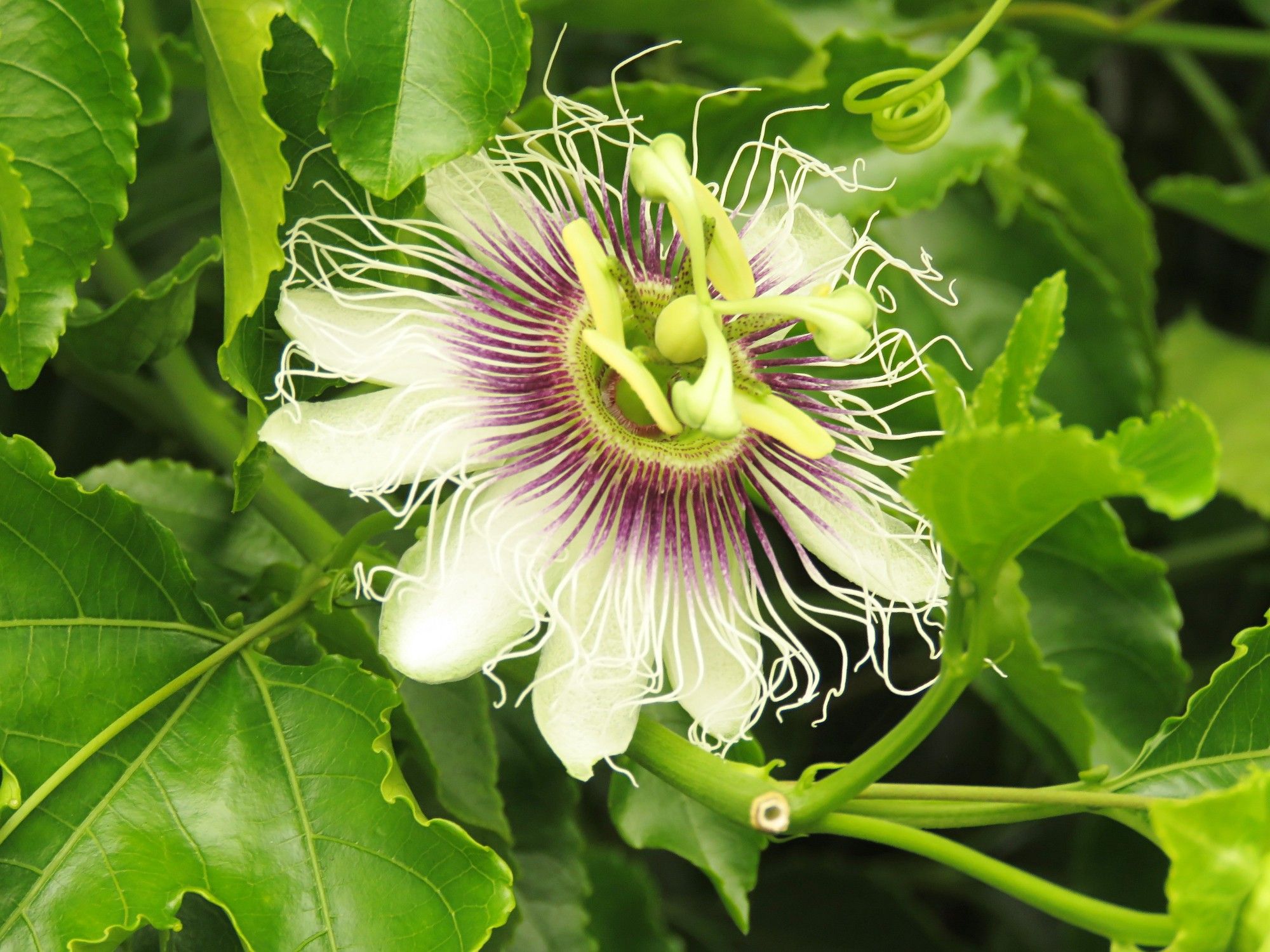 Passion fruit flower, white with a purple base to the frilly stamens, and the anthers standing out from the center.