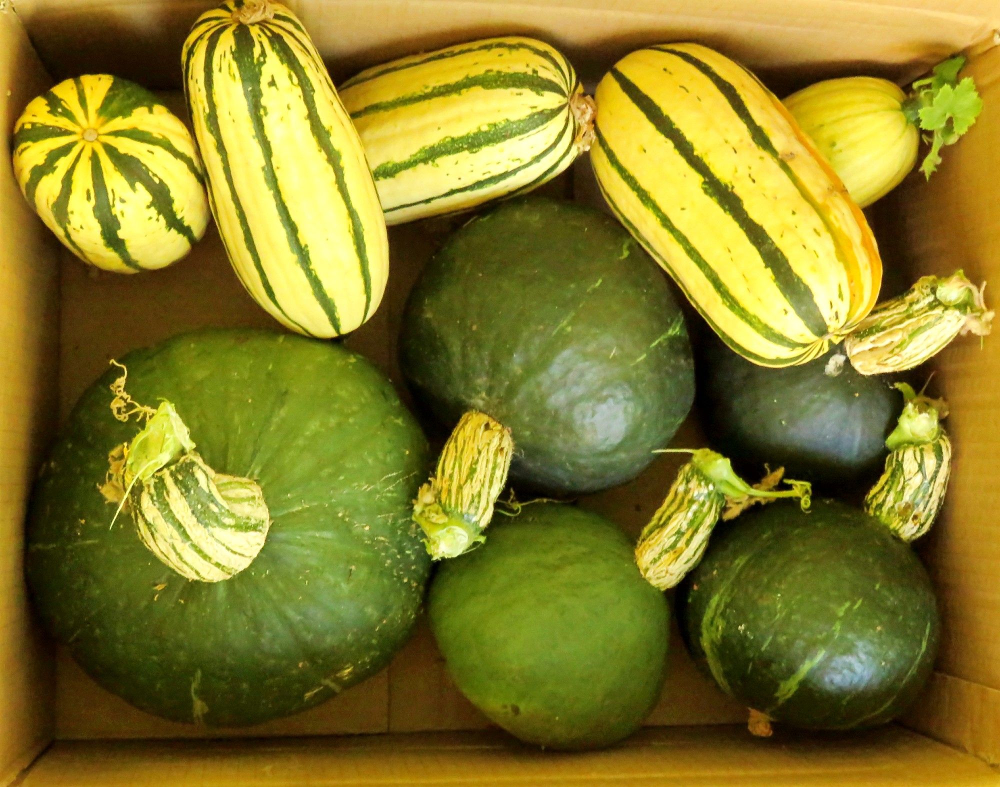  A box of squash. 5 green and yellow striped Delicata squash, and 5 round green Kabocha squash of varying sizes.