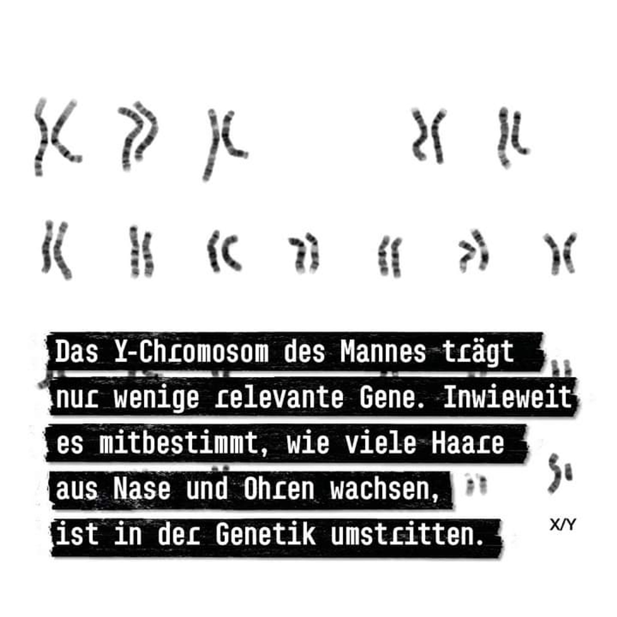 Text vor Chromosomen - Darstellung 
Das Y-Chromosom des Mannes trägt nur wenige relevante Gene. Inwieweit es mitbestimmt, wie viele Haare aus Nase und Ohren wachsen, ist in der Genetik umstritten.