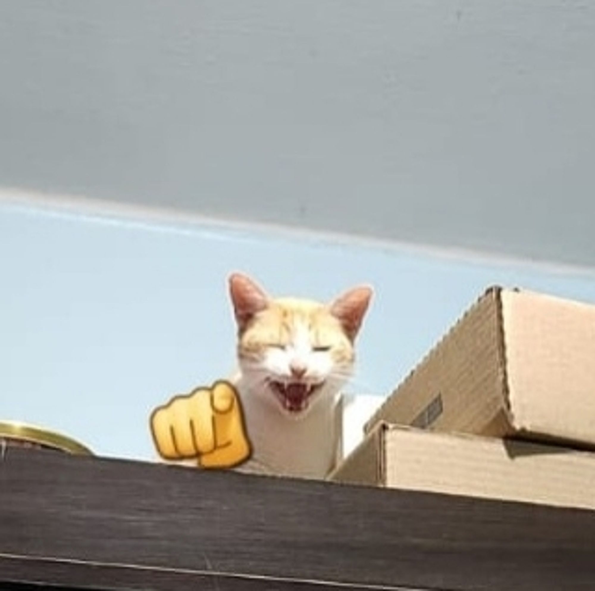 Gato alface laranja com a sua boquinha levemente aberta miando, mas na verdade parece que ele está rindo. E um emoji de dedo apontando para frente.