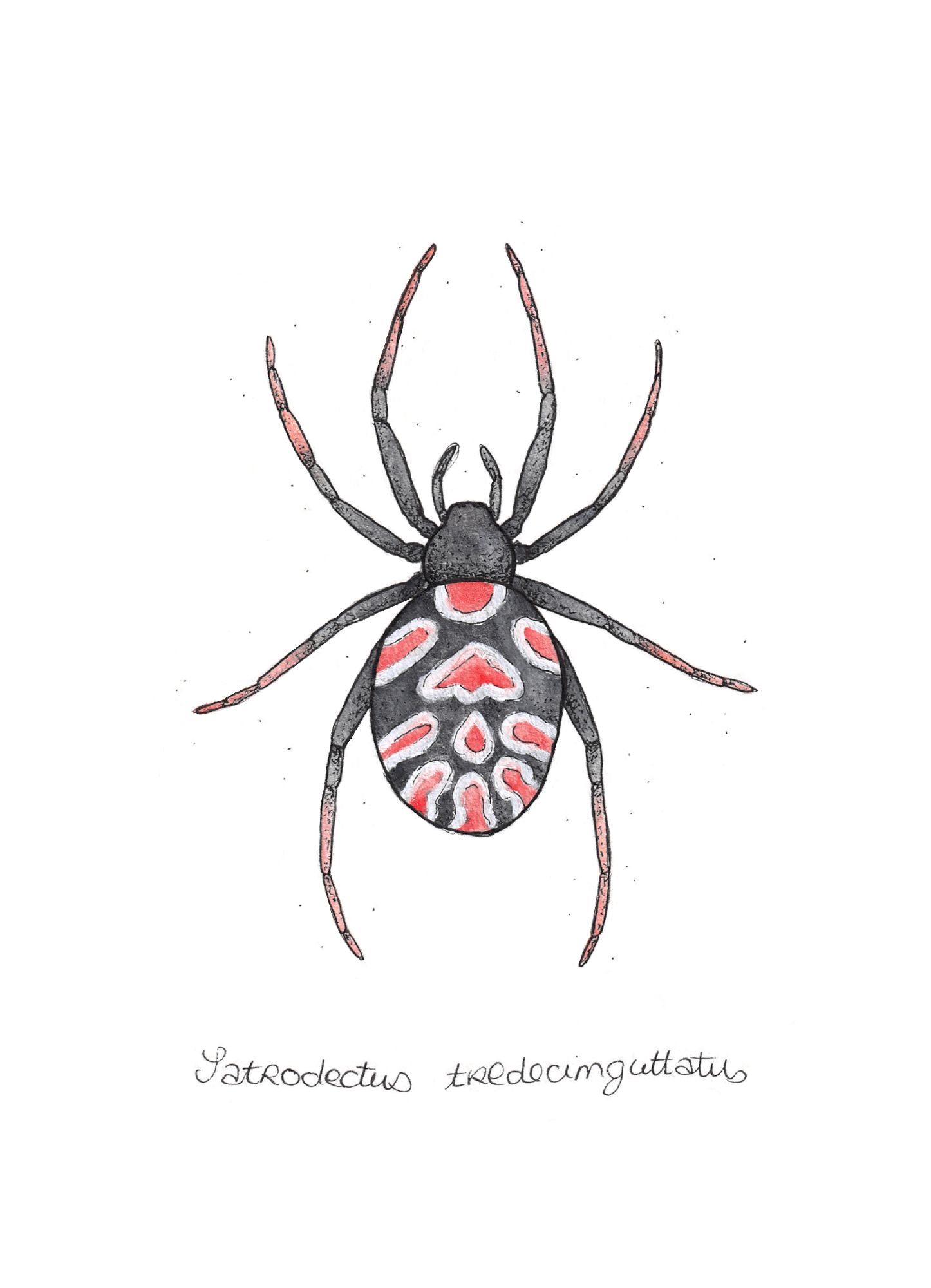 Illustration d'une veuve noire d'Europe faite à l'encre noire et à l'aquarelle. L'araignée est majoritairement noire avec de grandes taches rouges bordées de blanc sur l'abdomen.