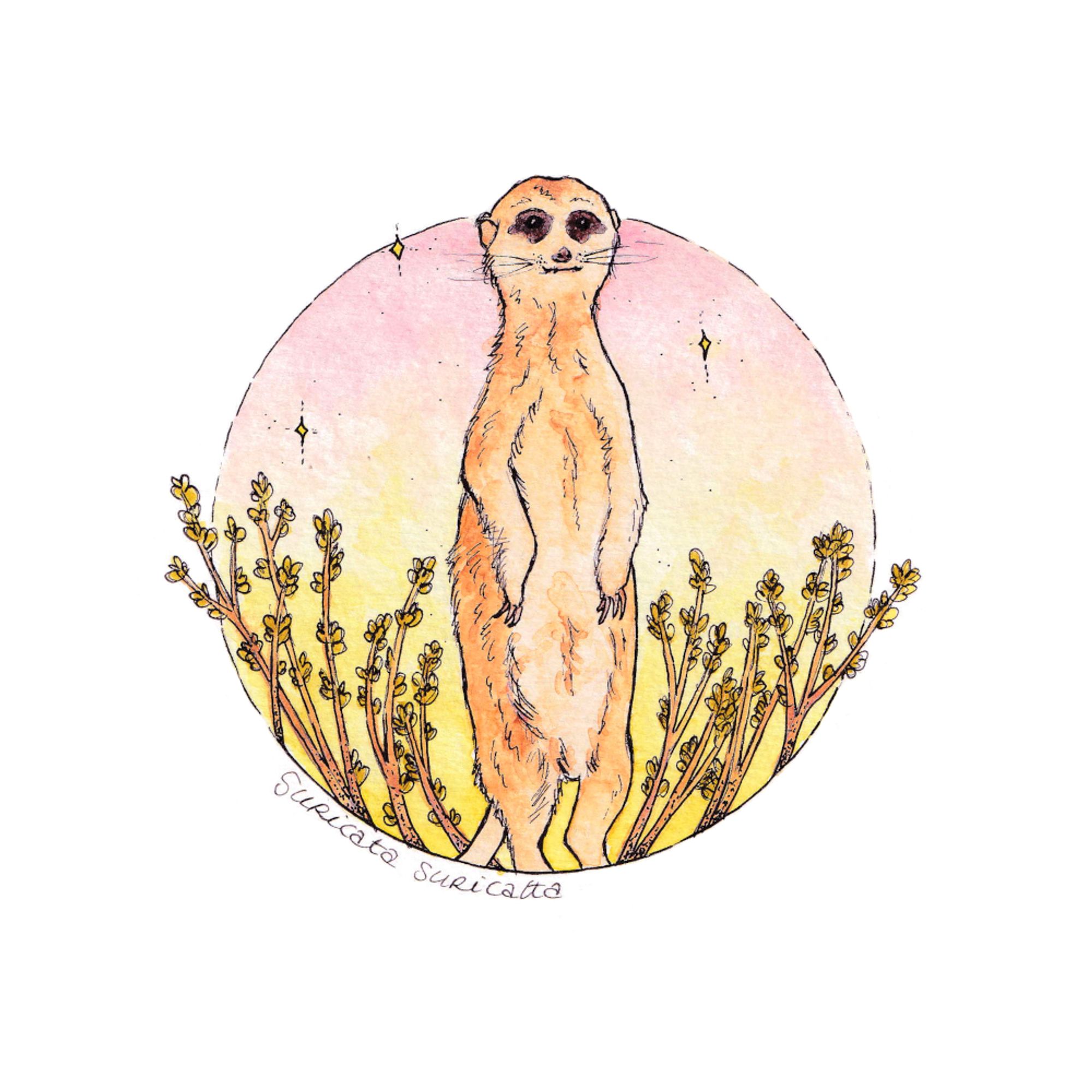 Illustration d'un suricate réalisée à l'aquarelle et à l'encre noire. Le suricate se tient debout sur ses pattes arrières. Il y a un cercle dégradé jaune et rose derrière lui et de petites plantes à ses pieds.