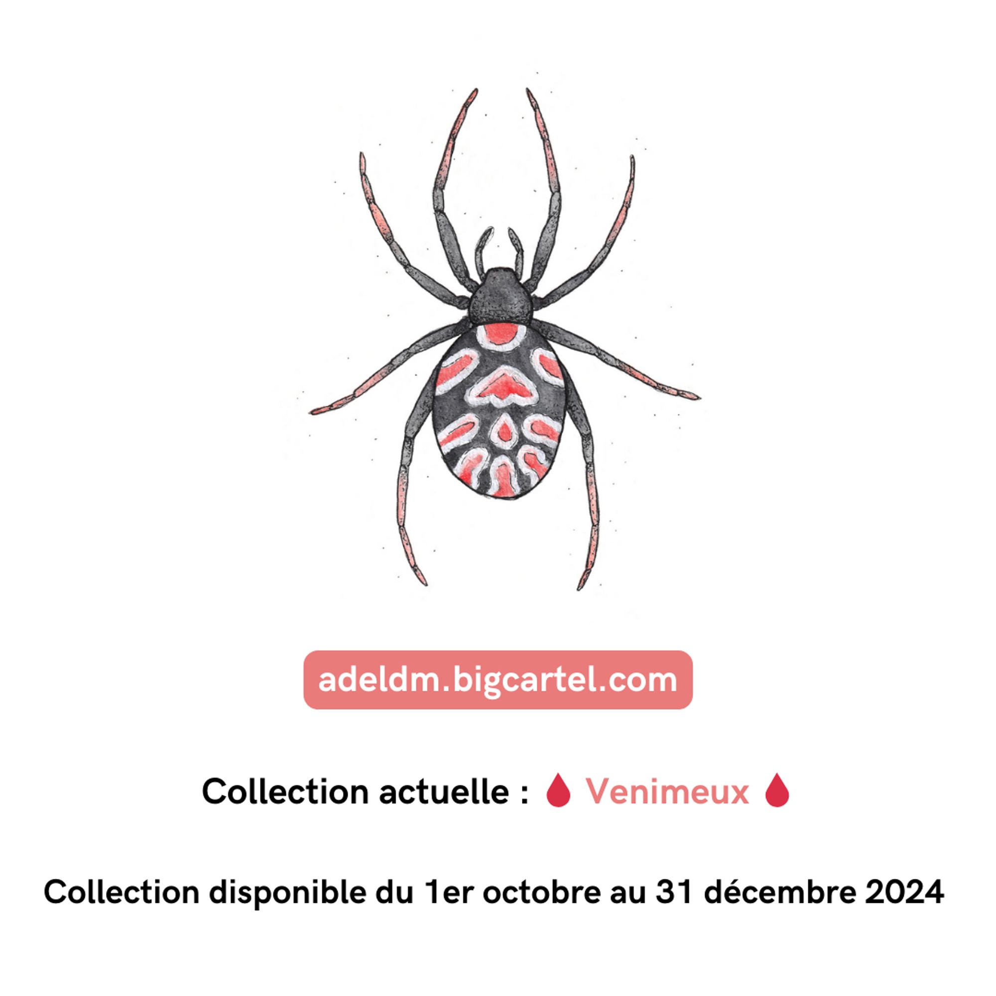 Illustration d'une veuve noire d'Europe faite à l'encre noire et à l'aquarelle. L'araignée est majoritairement noire avec de grandes taches rouges bordées de blanc sur l'abdomen. Il est inscrit en-dessous l'adresse du site de la boutique (adeldm.bigcartel.com) ainsi que le texte suivant : "Collection actuelle : Venimeux ; Collection disponible du 1er octobre au 31 décembre 2024".