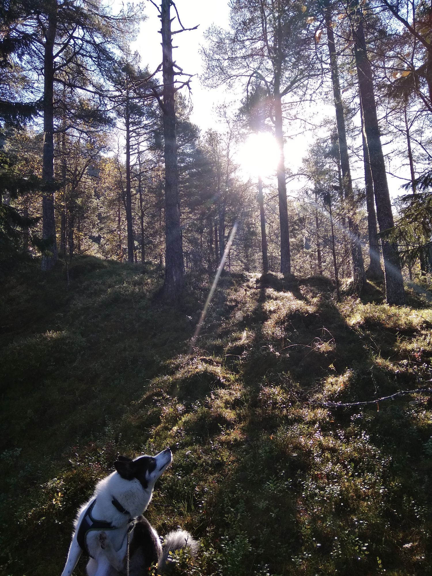 A black and white East Siberian laika is siting in a ling-covered slope, turning towards the upper right-hand corner of the picture. Above the dog, the sun can be seen, its light filtered through the branches of pine-trees.