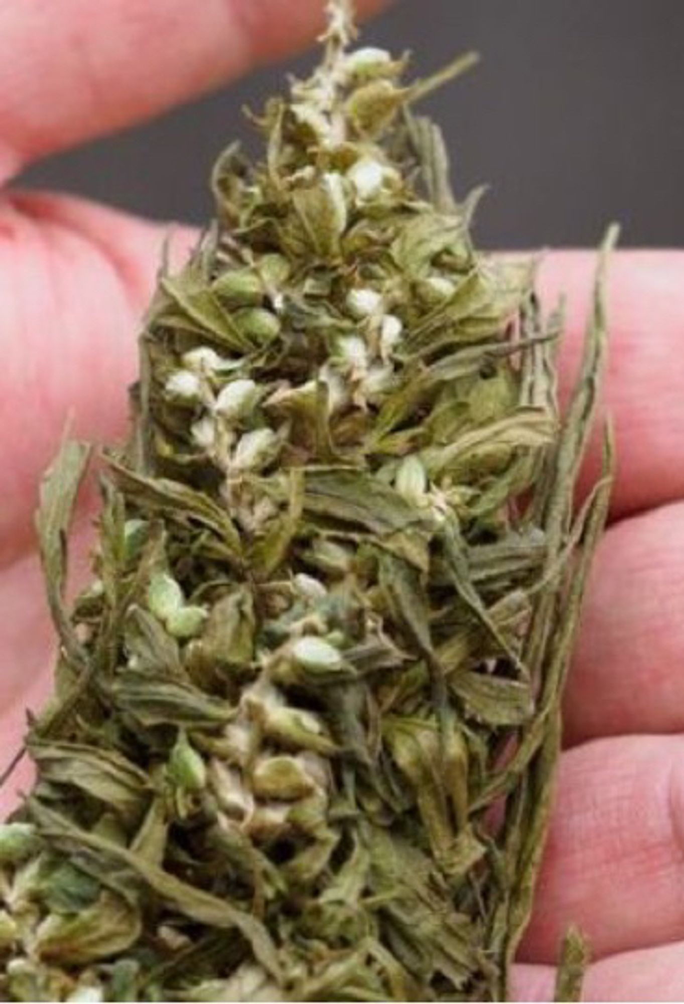 A hemp flower in the palm of a hand.