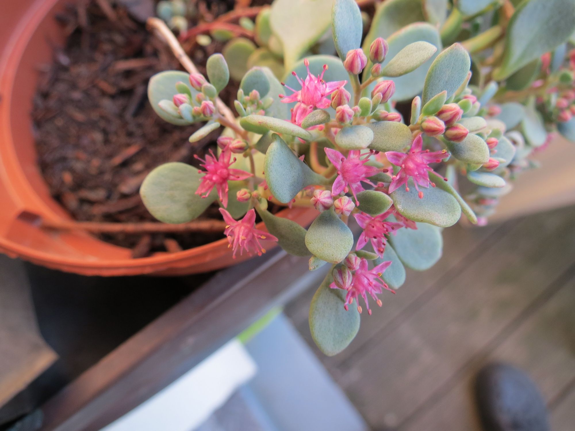 pinke sternförmige Blüten an kleinen Sukkulentenblättern, im Hintergrund ist der einfache Blumentopf zu sehen