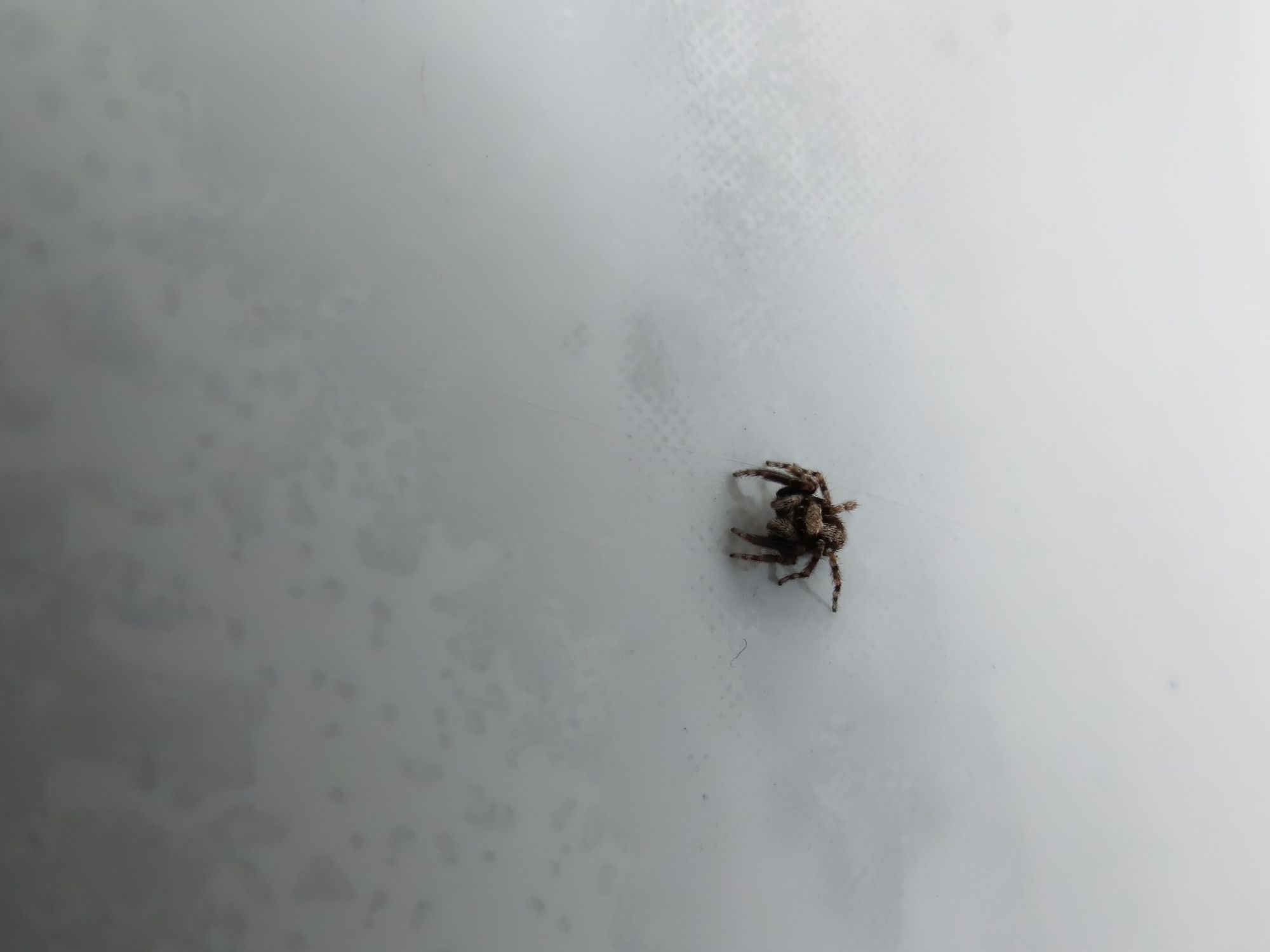 Kleine haarige Springspinne auf einer riesigen grauen Fliese