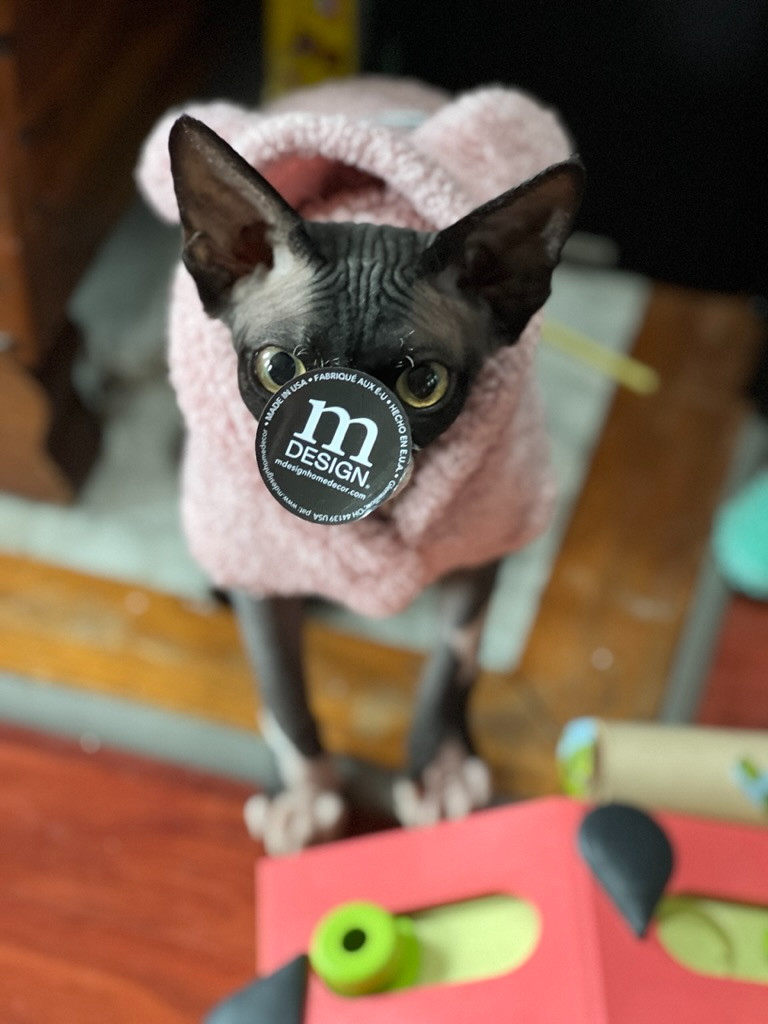 a black and white sphynx cat stands in a pink fluffy hoodie with bear ears on the hood, with a black round sticker stuck to his face. His eyes stare intently at the camera.