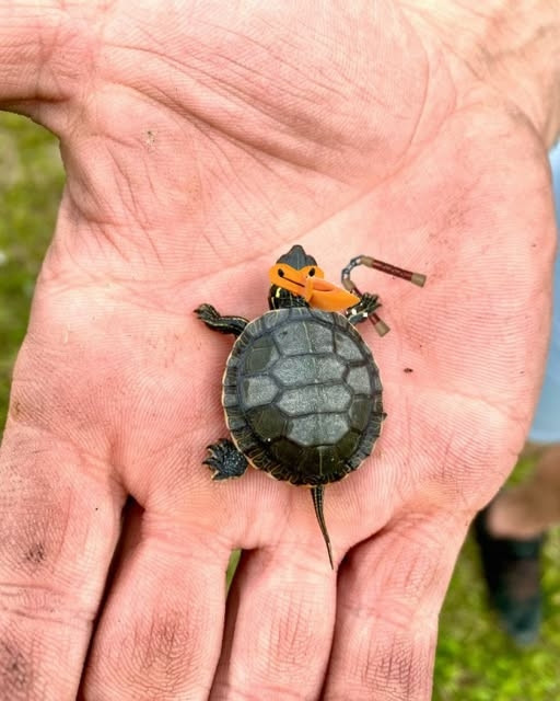 Picture of someone holding a palm-sized ninja turtle in their hand. Michelangelo, specifically.