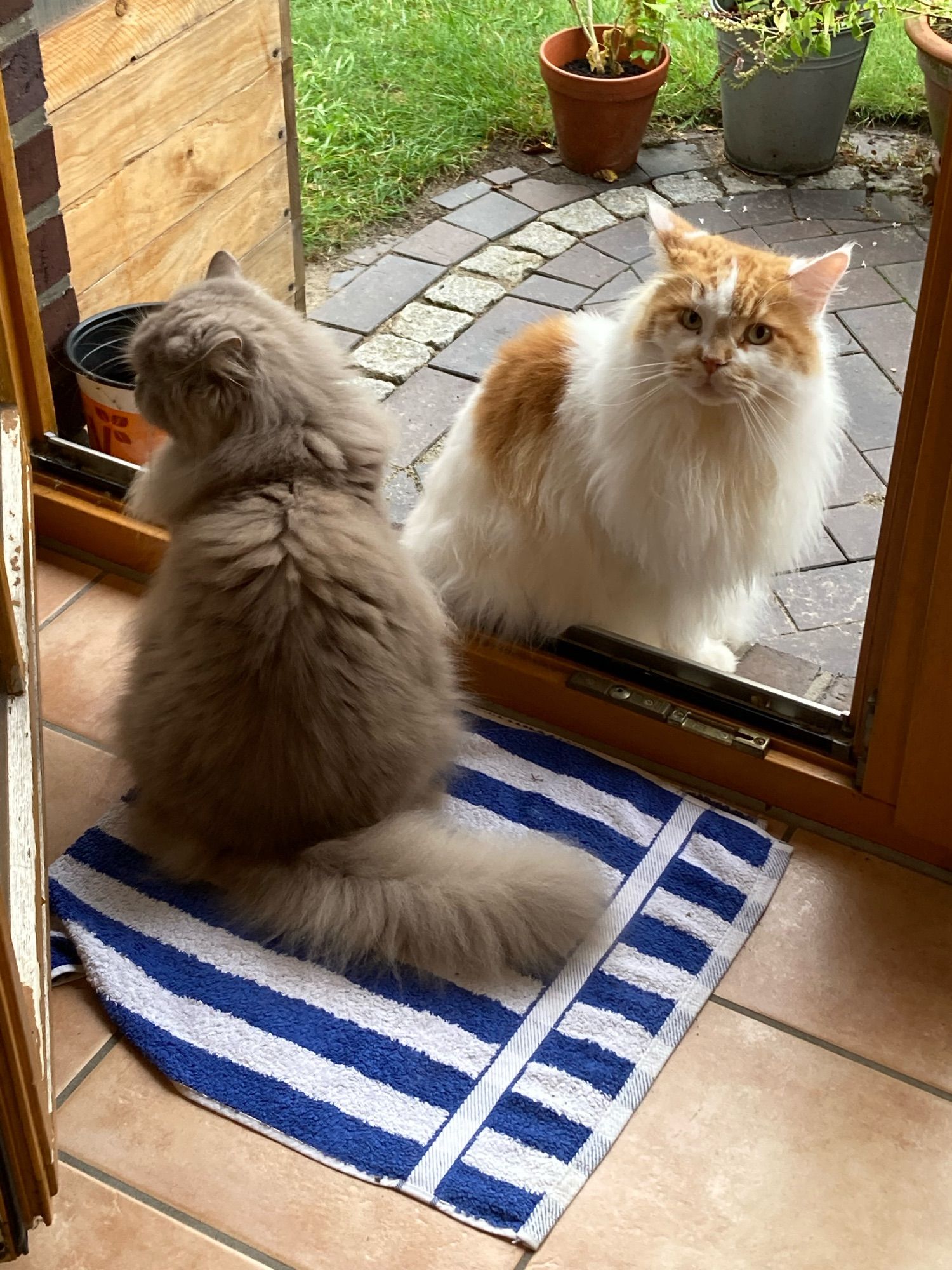 Offene Terrassentür. Innen auf einem blauweißen Handtuch sitzt der graue Kater und guckt zur Seite. Draussen sitzt der rot-weiße Kater und guckt zu uns rein.