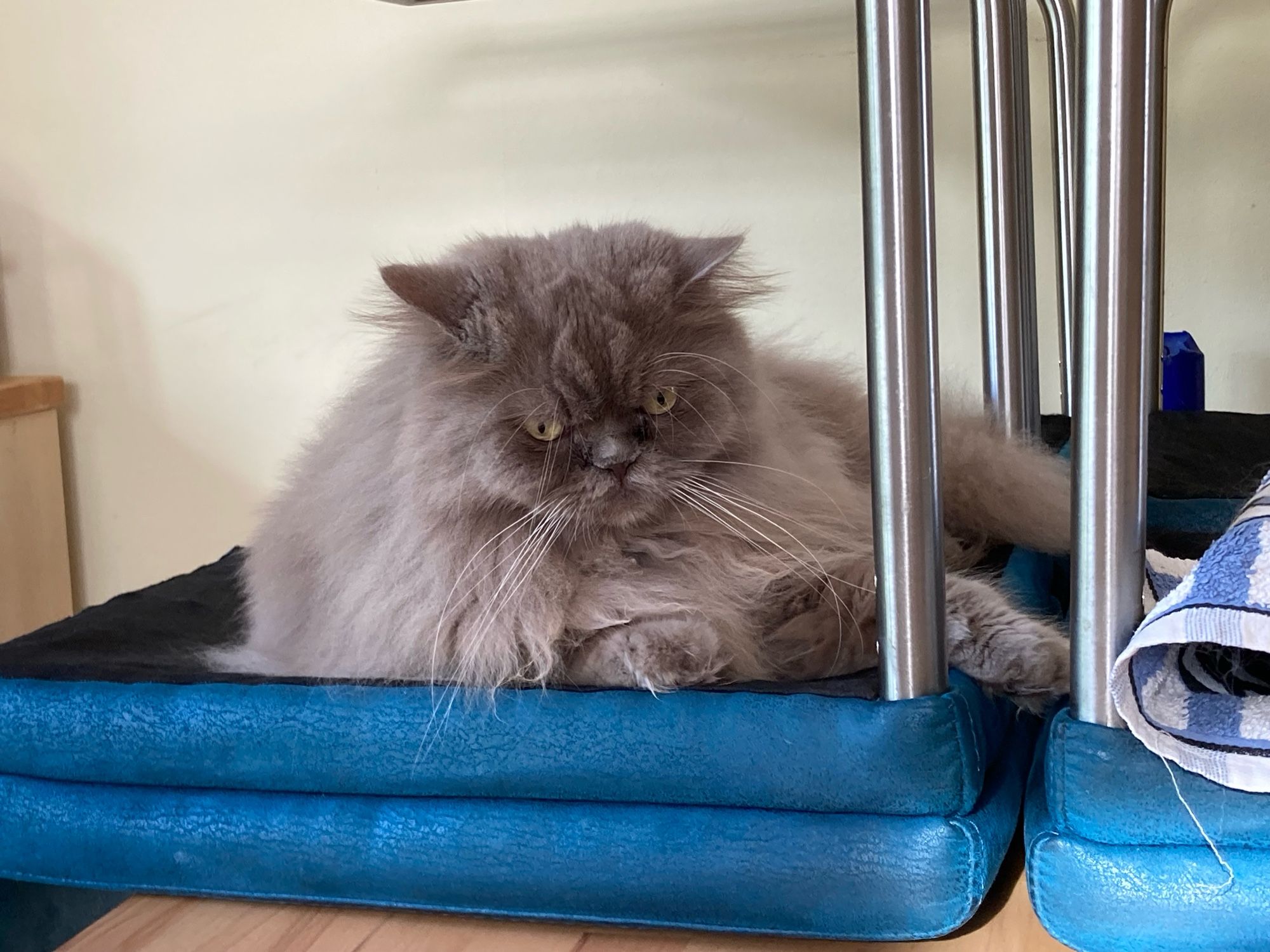 Der graue Kater liegt auf einem umgedrehten an den Tisch gehängten Stuhl. Er schaut uns an. 