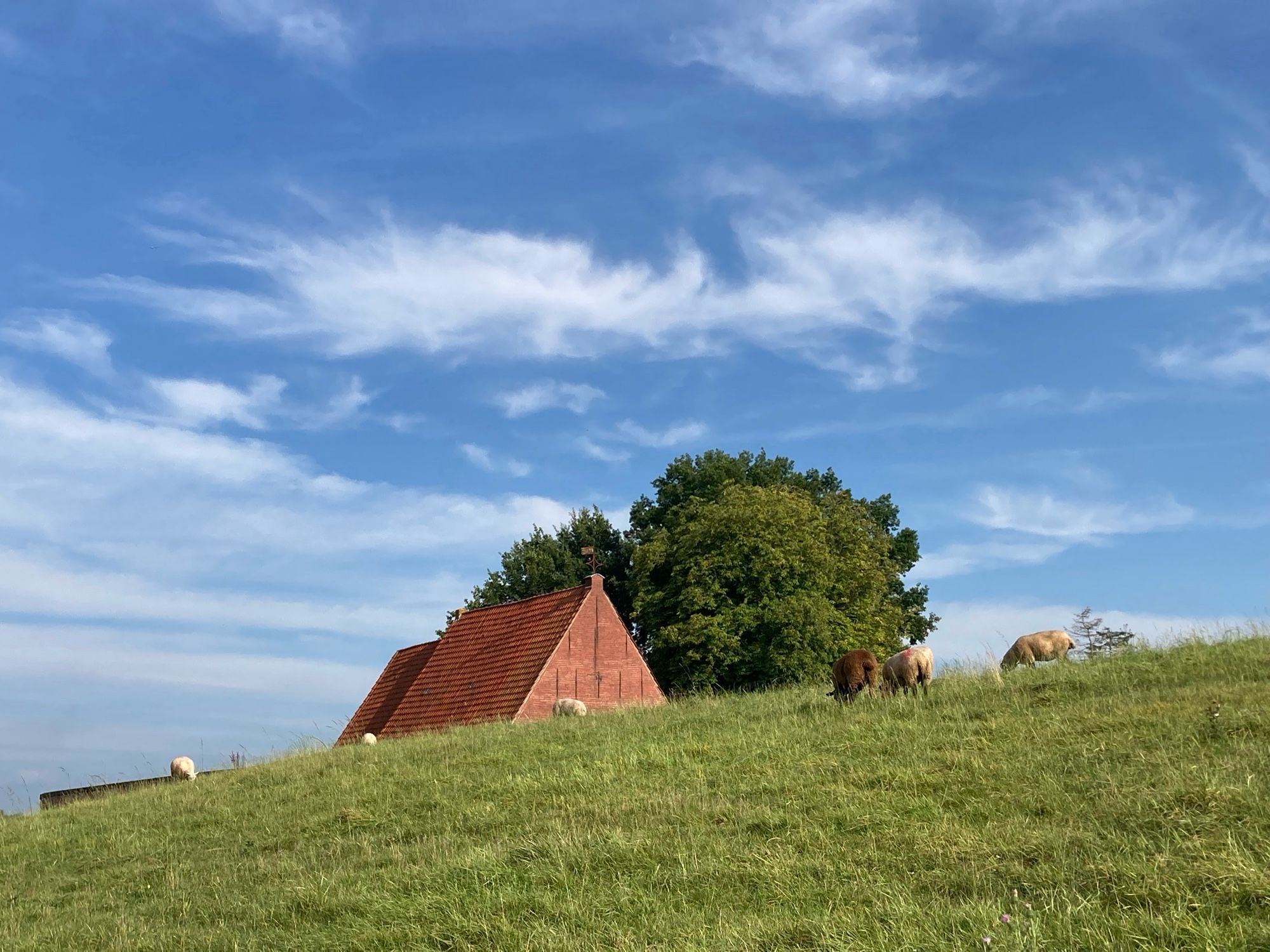 Das rote Ziegeldach einer kleinen Dorfkirche ragt hinter dem Deich hervor. Auf dem Deich einige Schafe. Hinter der Kirche eine Baumkrone. Blauer Himmel mit Federwolken.