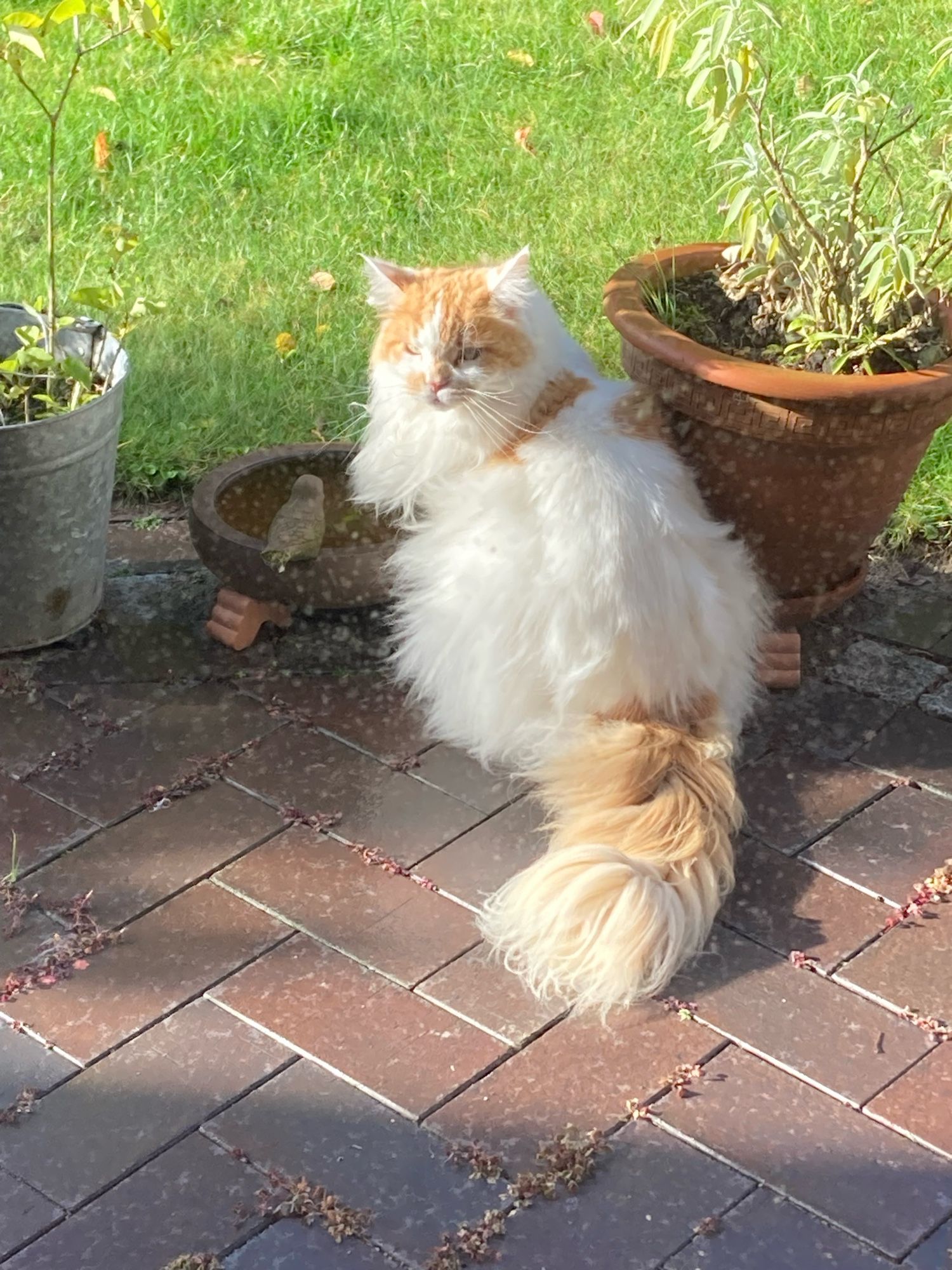 Der rot-weiße Kater sitzt auf der Terrasse im Sonnenschein, dreht uns den Rücken zu, aber hat den Kopf zu uns umgewendet.