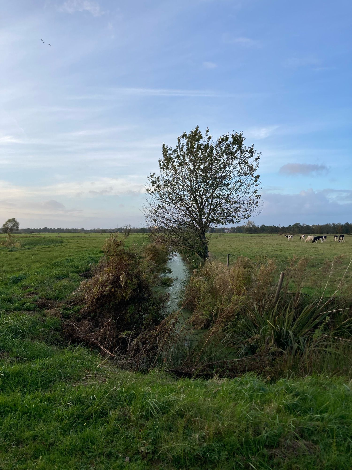 Wir stehen auf Rasen. Ein Stück vor uns macht ein auf uns zukommender Graben eine Biegung nach rechts. Etwas weiter voraus rechts am Graben ein einsamer Baum. Auf der rechten Weide Kühe in der Ferne. Blauer Himmel mit Wolkenstreifen.