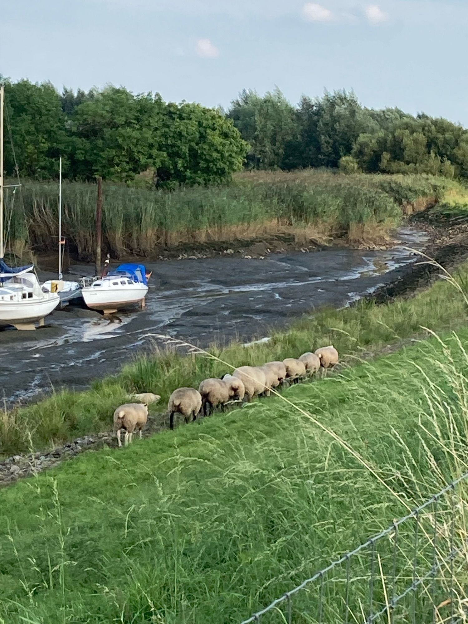 Am Fuß eines grasbewachsenen Abhangs stehen eine
Igel Schafe in Reihe und Glied , strecken uns allerdings den Hintern entgegen. Hinter ihnen ist ein fast trockenes Flussbett, in dem einige weiße Schiffe liegen. Auf der anderen Seite des Flussbettes hohes Schilf. Hellblauer Himmel.