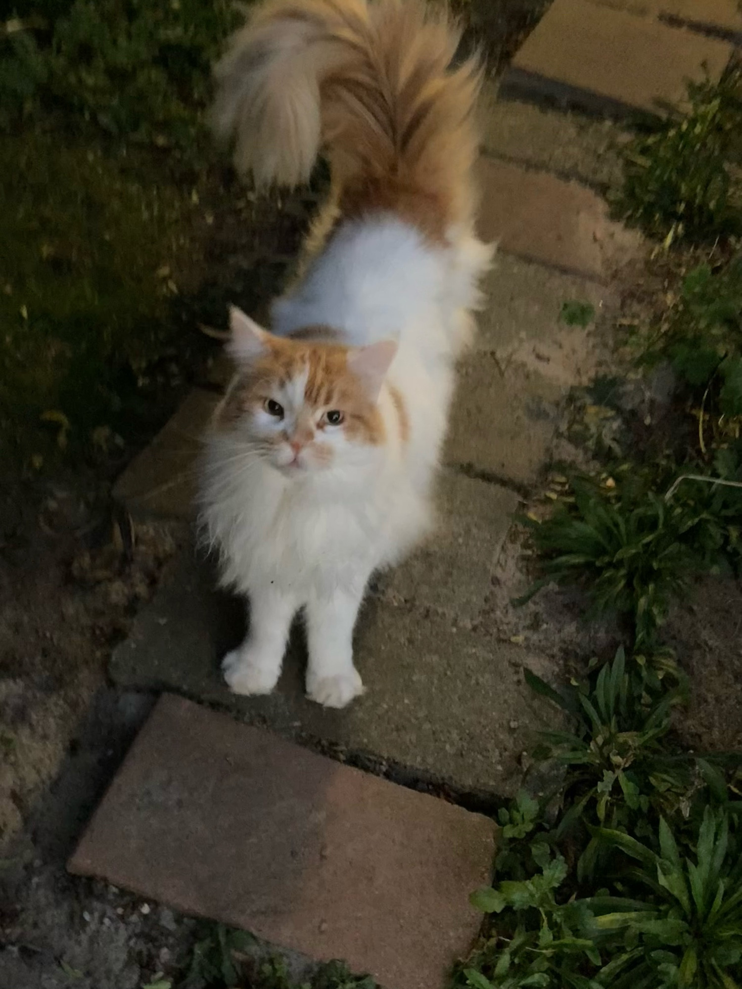 Der rot-weiße Kater streckt sich vor uns stehend auf den Beton-Gehwegplatten und schaut zu uns hoch. 