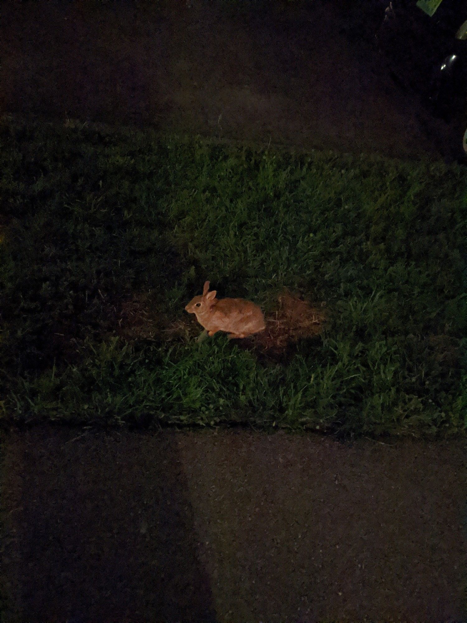 Picture I took of a bunny, just chilling in the grass at night