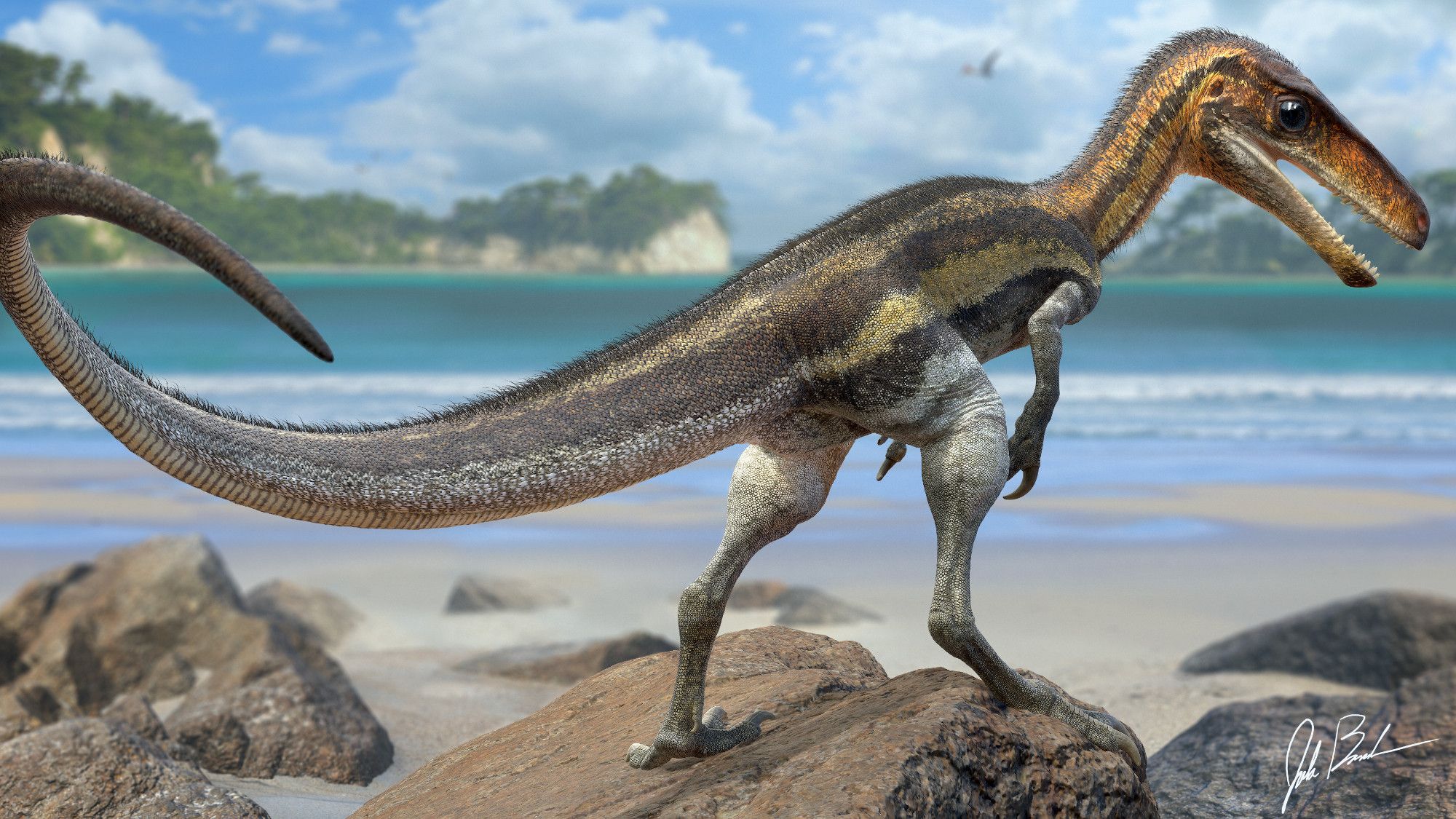 Juraventator reconstruction for a paper by Phil Bell and Christophe Hendrickx