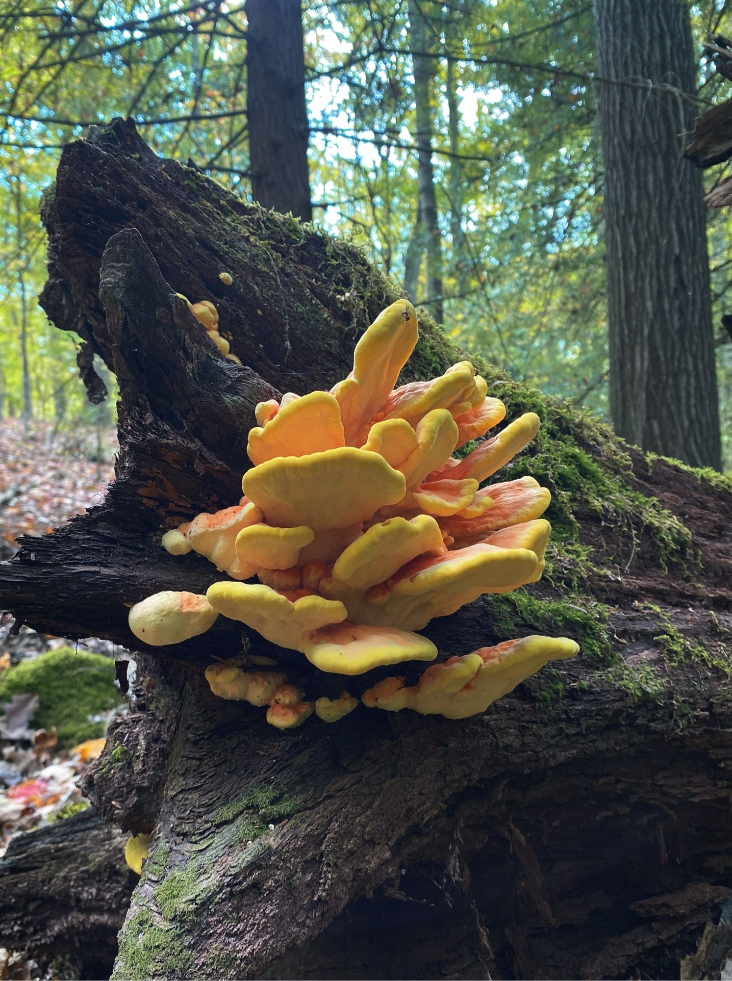 “chicken of the woods” (Laetiporus sulphureus) growing on an old mossy log in the forest