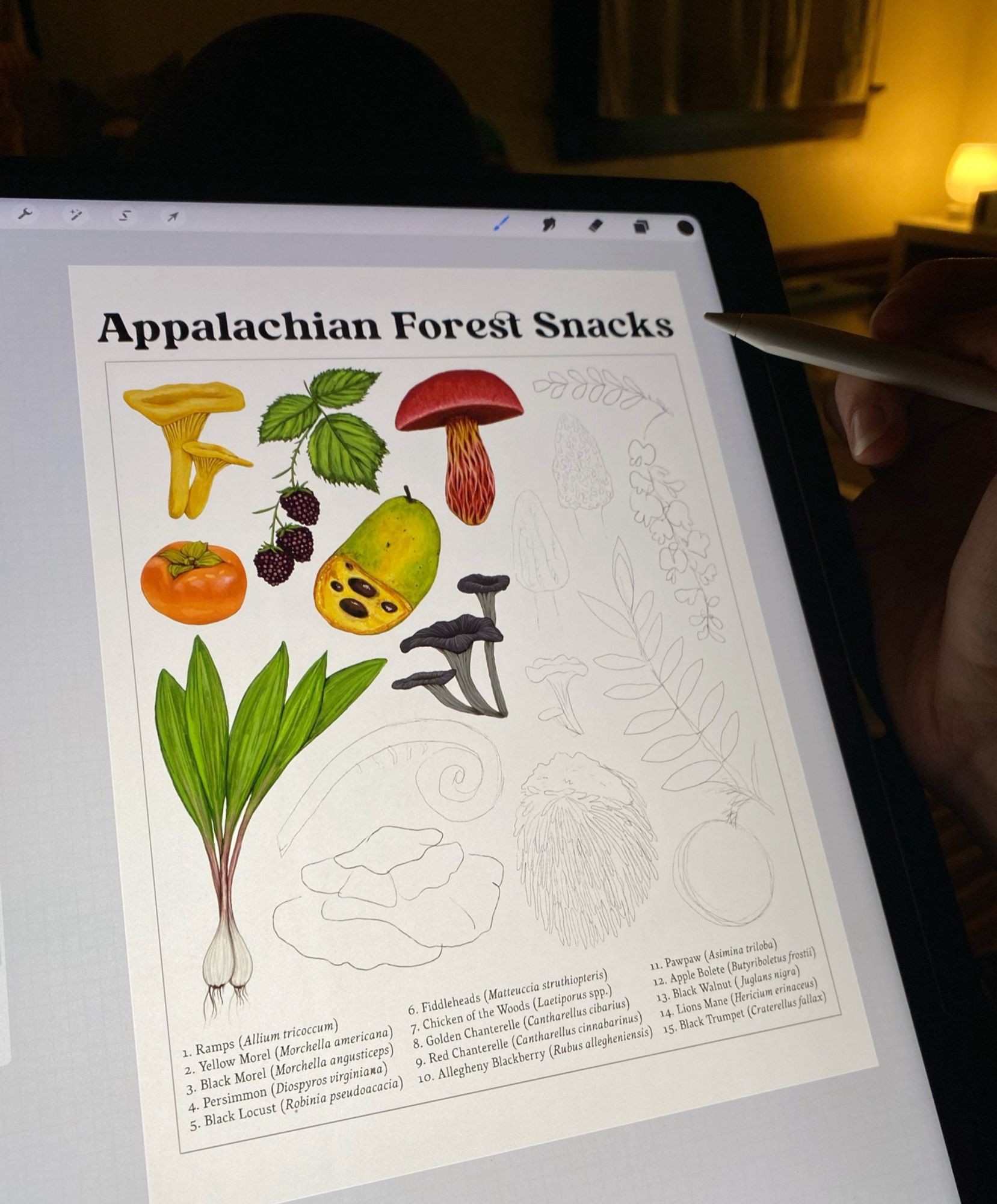 An iPad with an image of a poster of wild edible foods of the Appalachian region. The title of the poster says “Appalachian Forest Snacks” and depicts 15 different plants and fungi