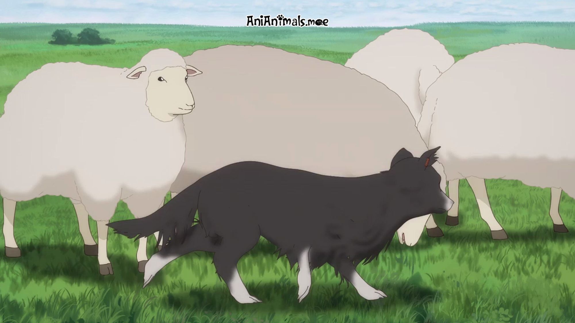 A sheepdog inspects some sheep and gets pet by a girl shepherd 