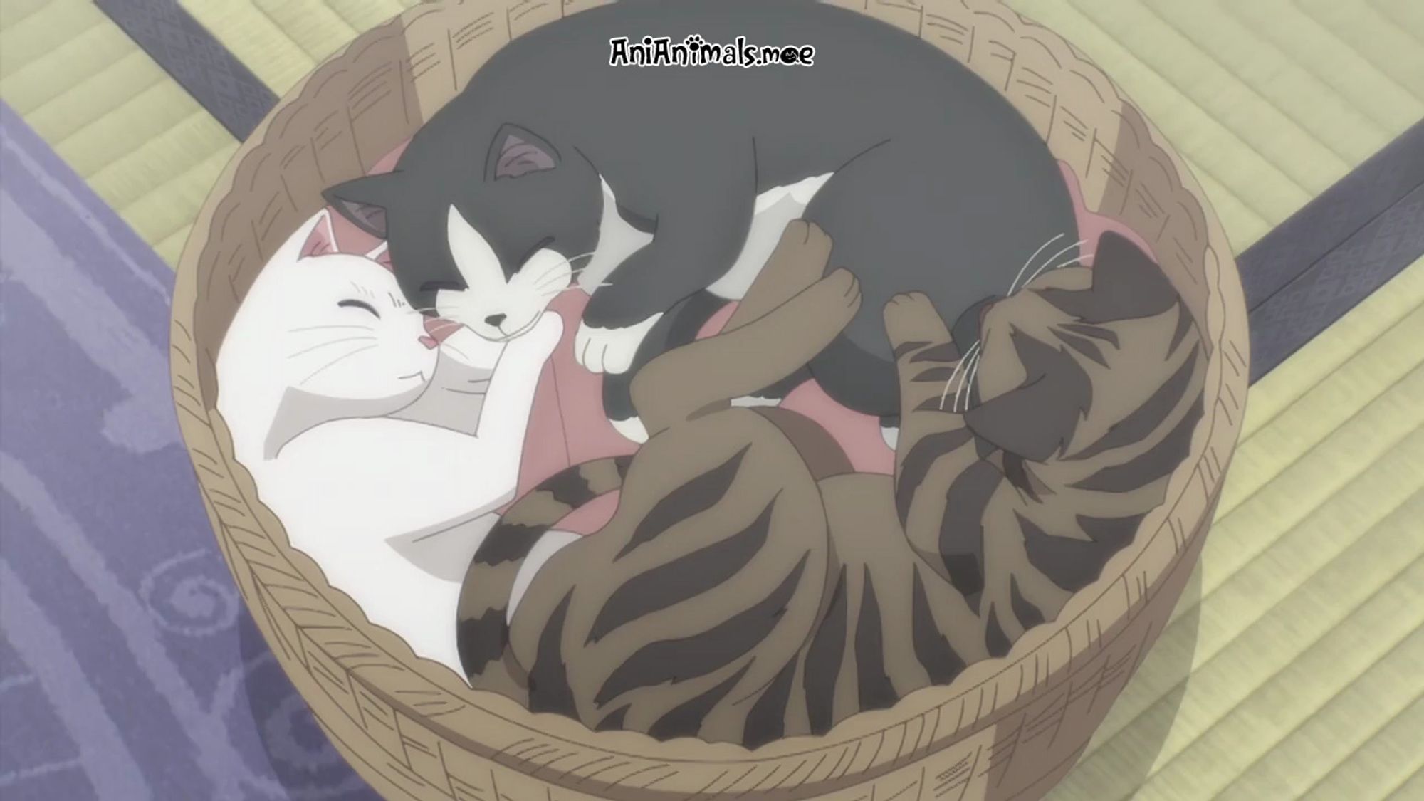 Three cats sleep in a basket. They later watch a girl give a gift to a boy