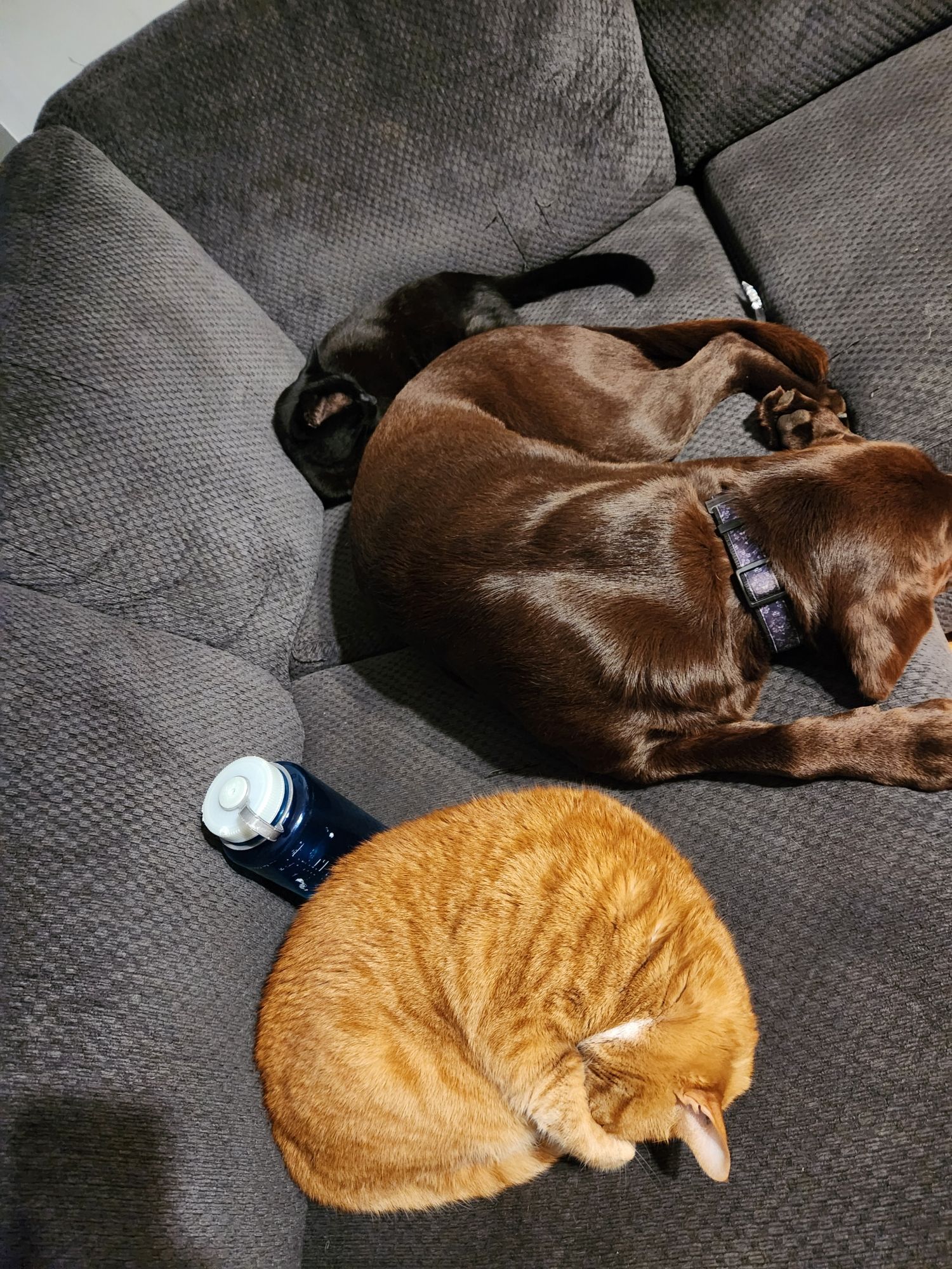 Rotund orange cat curled up, shiny chocolate lab napping, normal sized black cat also napping, all on a gray couch. No one uo to any shenanigans