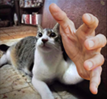 cat reaching out with its hand