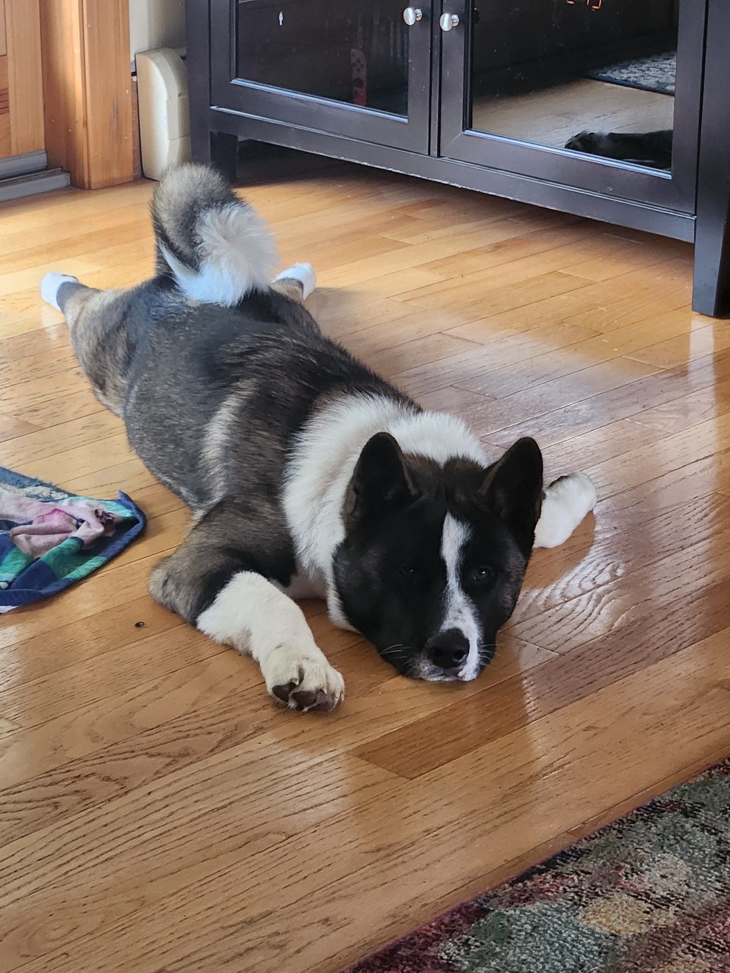 Akita puppy lying on his belly on the hardwood floor. His back legs are straight behind him and his tail is curled over his back. He looks ridiculous