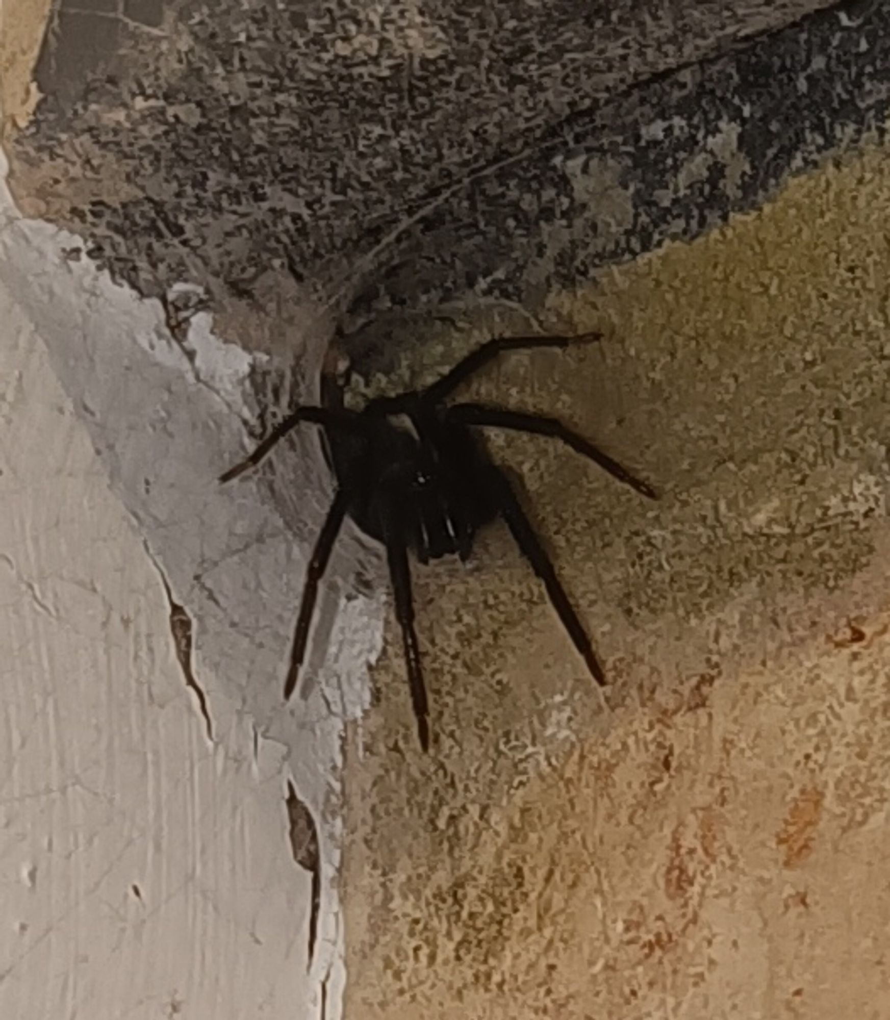 Green-fanged tube web spider in a masonry corner, its fangs just visible.