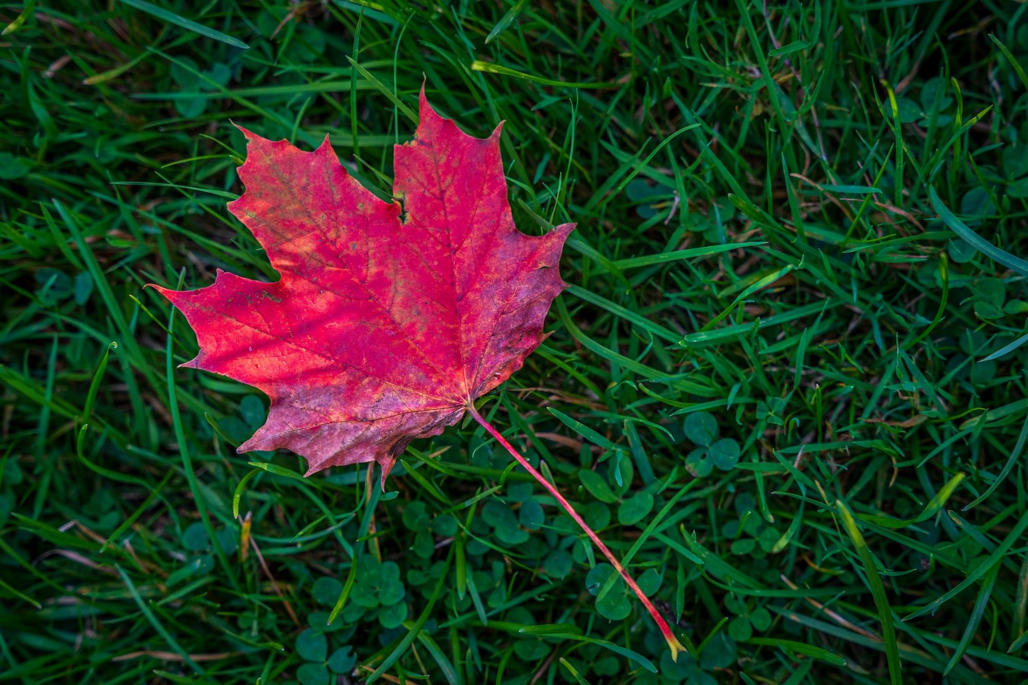 A single rich red maple leaf lays on lush green grass.