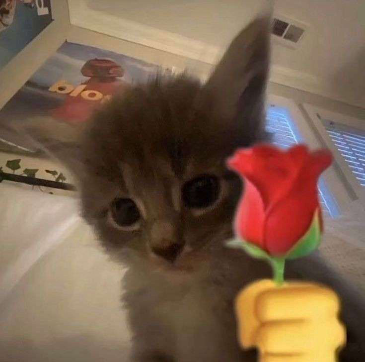 skrunkly looking kitten passing a rose to the camera looking absolutely adorable and squishable