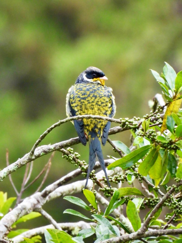 A Swallow-tailed Cotinga is seen from behind as it perches on the slender branch of a tree covered in tiny green berries and long, narrow green leaves, its head turned to look back over its right shoulder towards the camera, with blurred green vegetation in the distant background. It is a stunningly beautiful bird about 22cm long with a long, forked dark bluish-black tail, bluish-black wings, a patterned bluish-black and acid-yellow back which looks like a finely woven piece of tapestry, an egg-yolk yellow throat, pale pink bill, dark beady eyes, a black face with a thin white collar, and a greyish-brown crown.