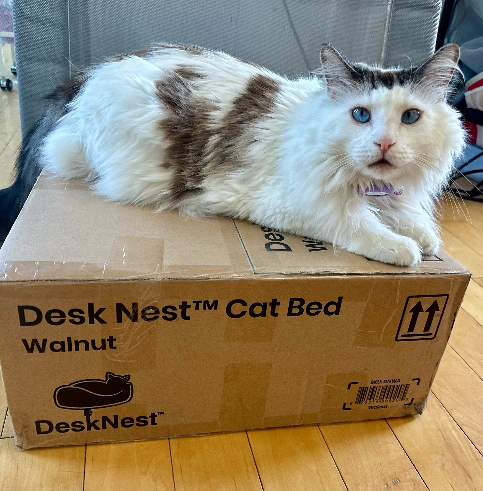 Eero the cat sitting on the unopened box the cat bed is in