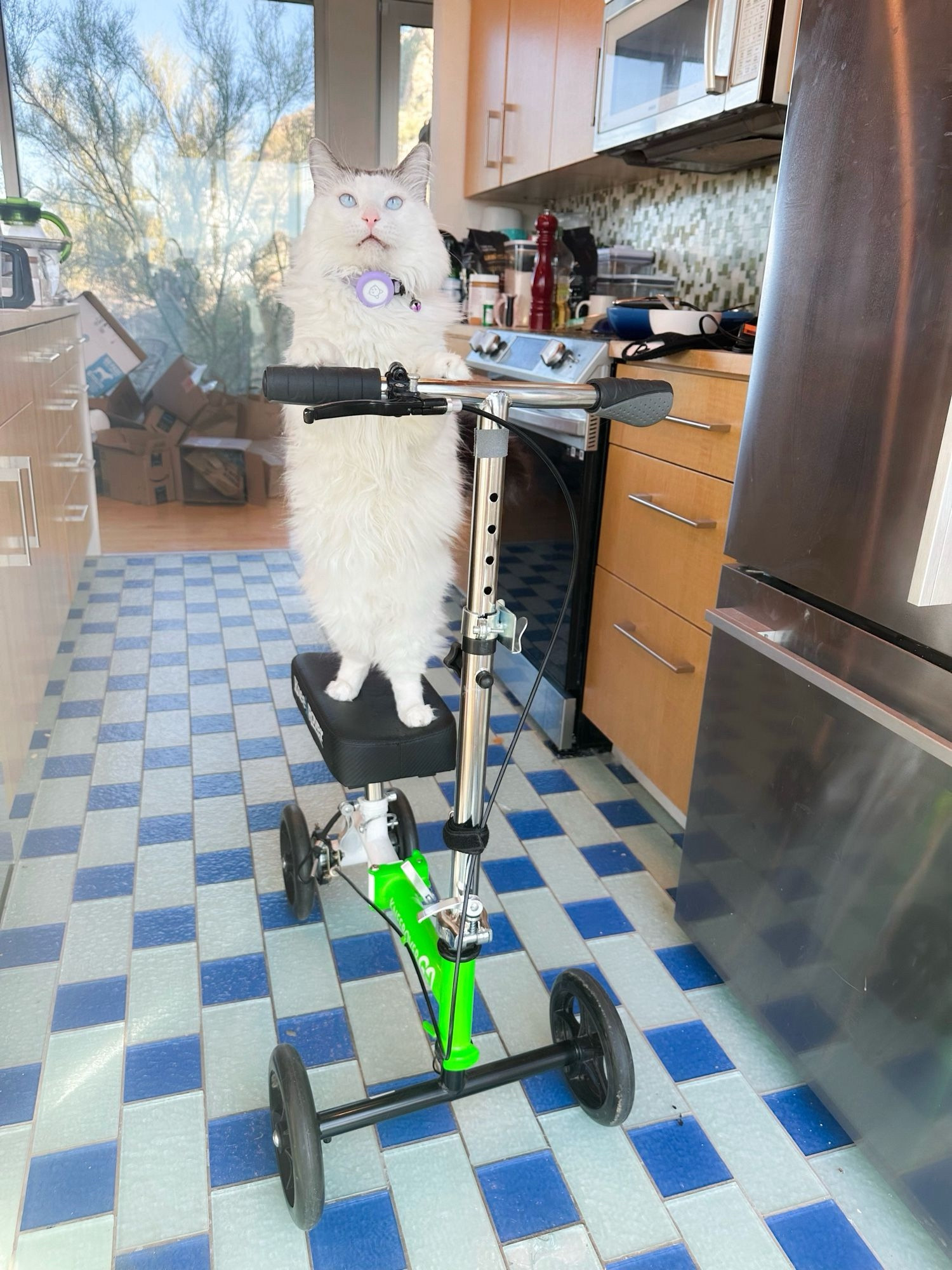 Eero the cat riding my knee scooter. He’s a white and brown longhair kitty. He’s very oval.