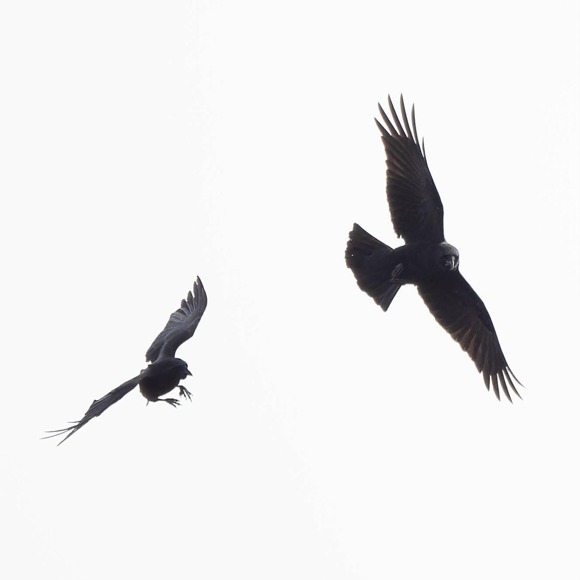 Crows diving at one another against a white sky