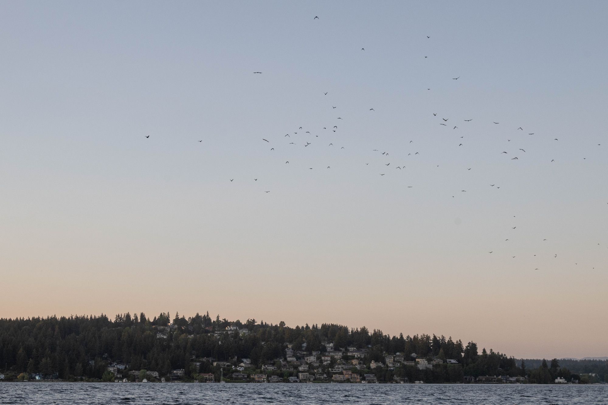 Crows heading east across Lake Washington at dusk.