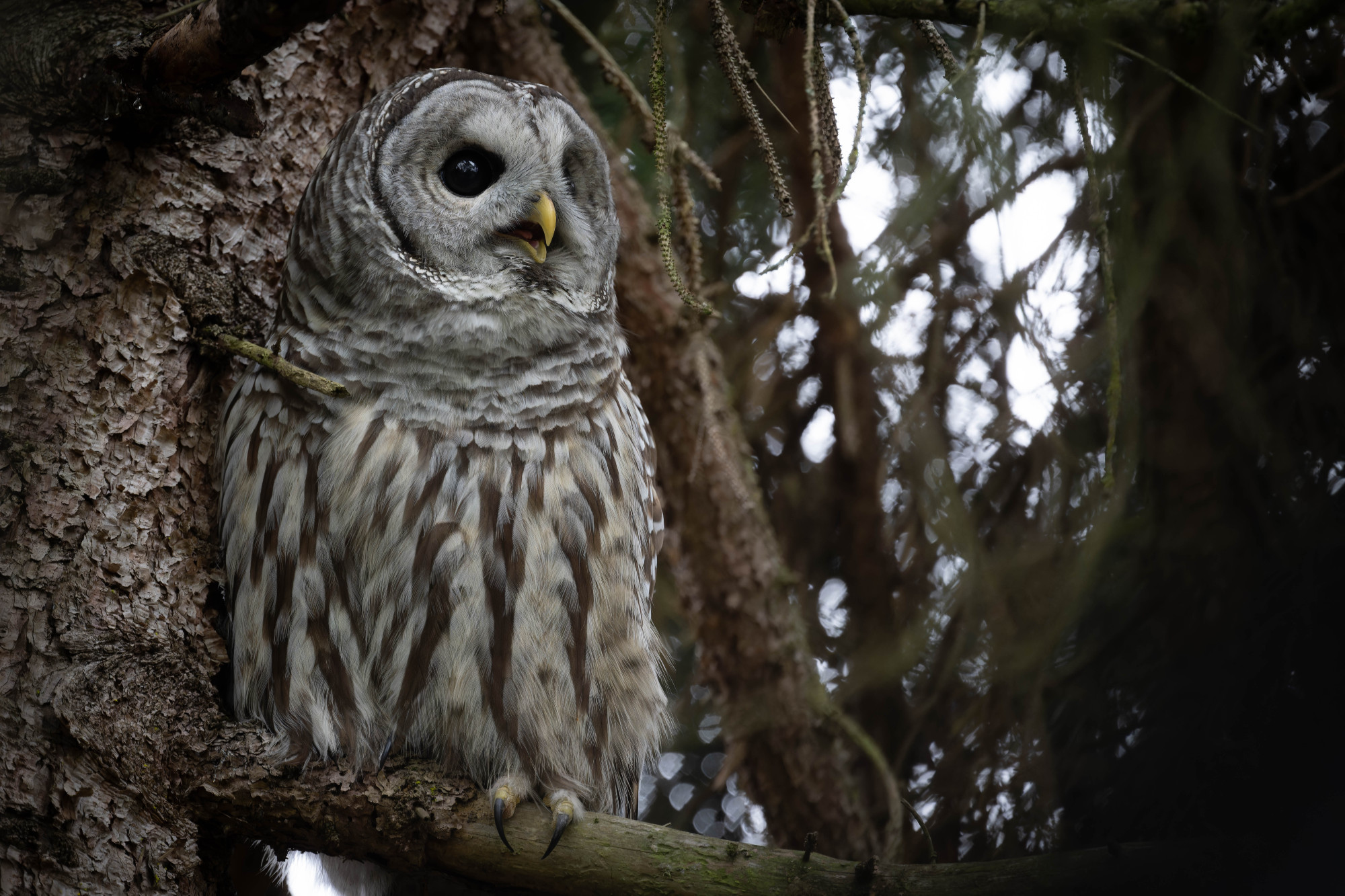 A beautiful barred owl, beak agape, tucked in next to a conifer for protection from a mob of crows, jays, and smaller birds.