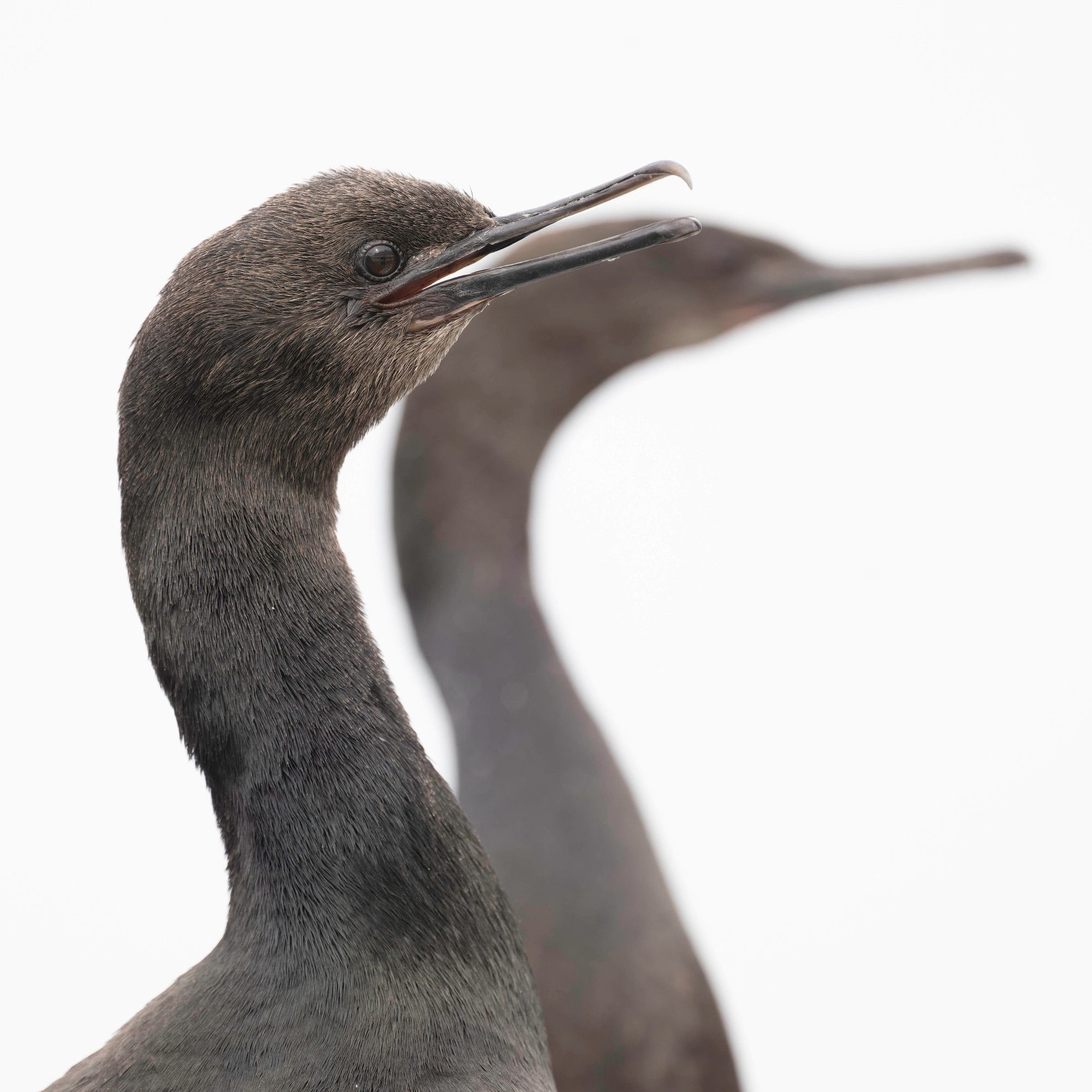 Head-and shoulders shot of two brown-black cormorants against white.