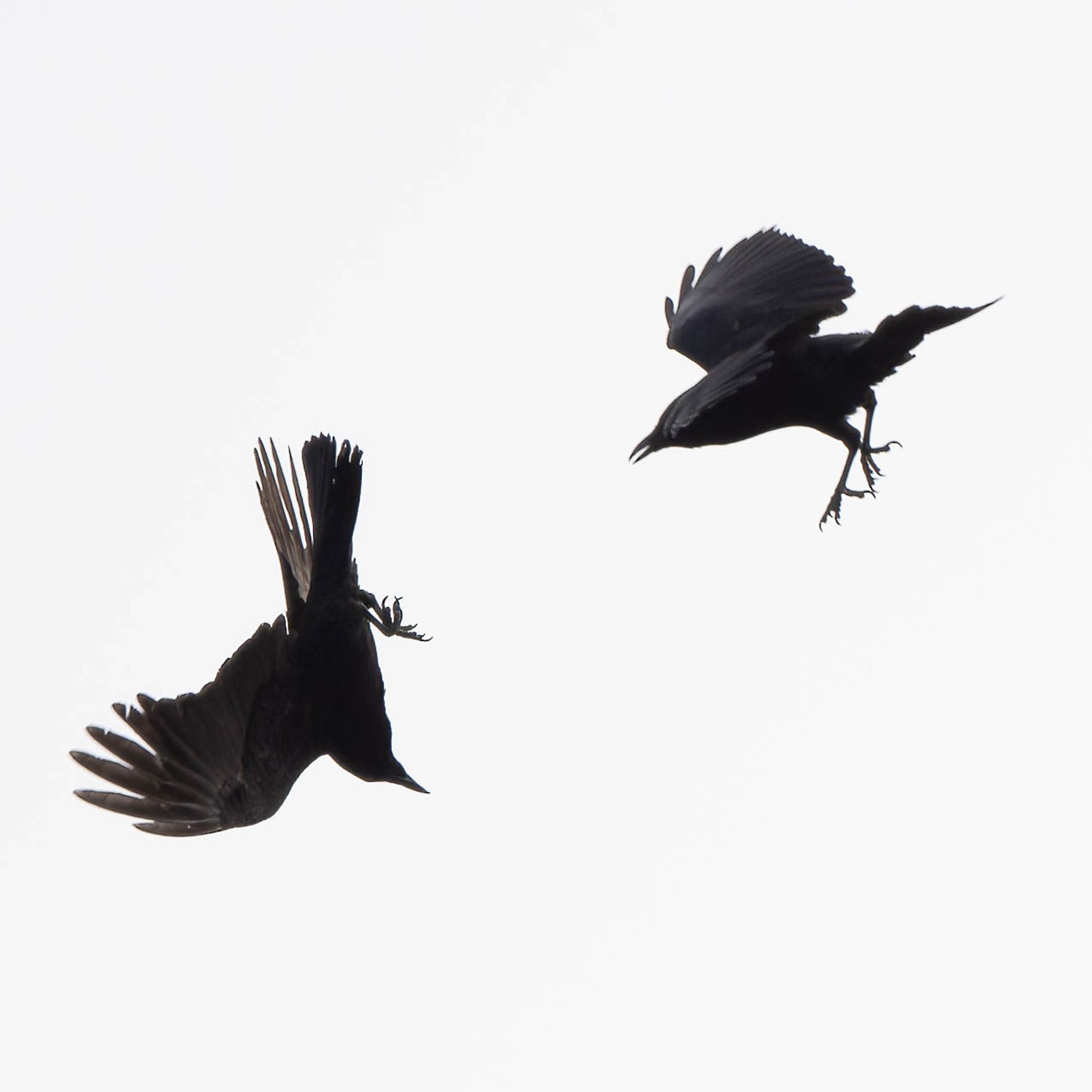 Crows diving at one another against a white sky