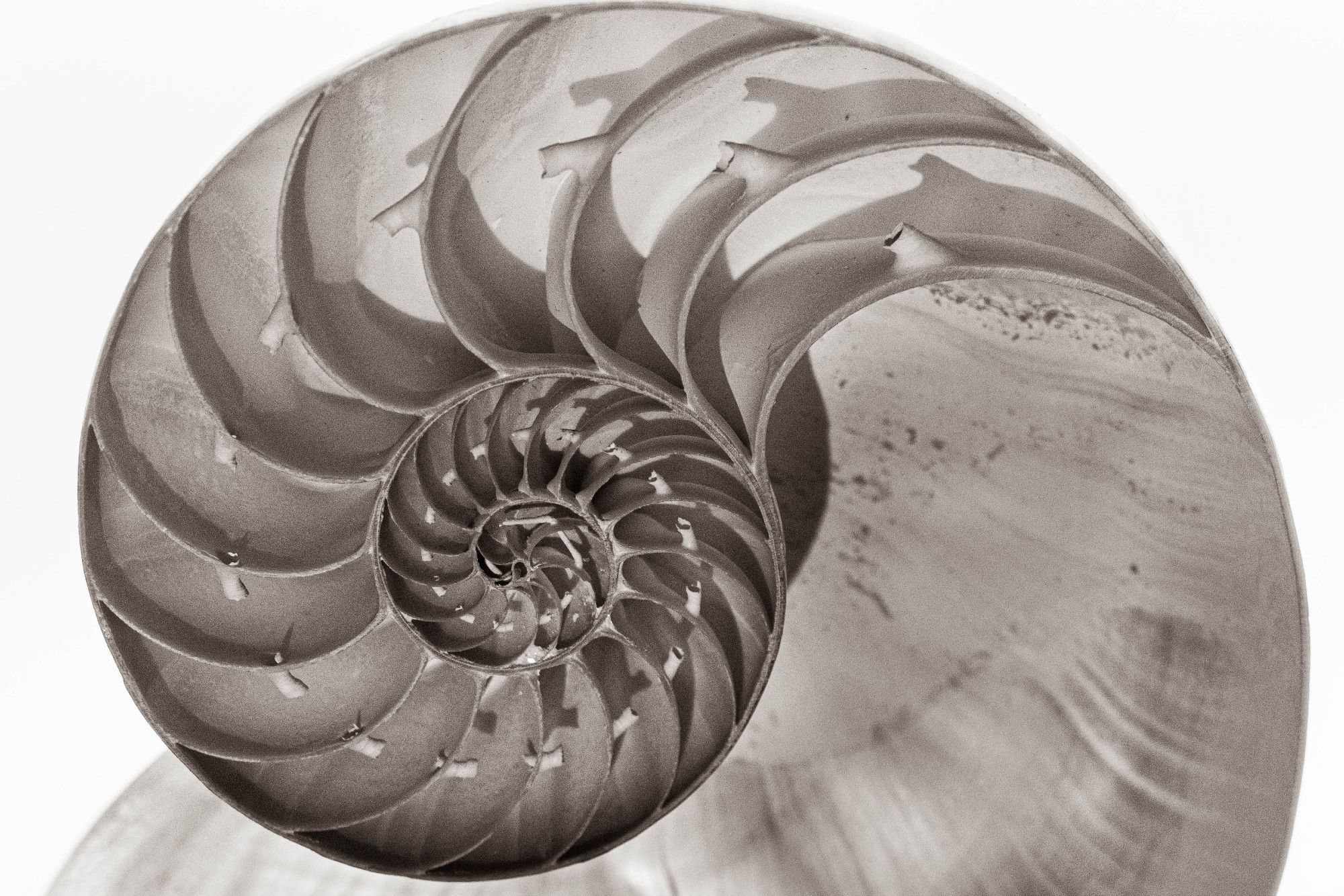 Chambered nautilus, half-section, black and white photo illustrating the spiral structure.