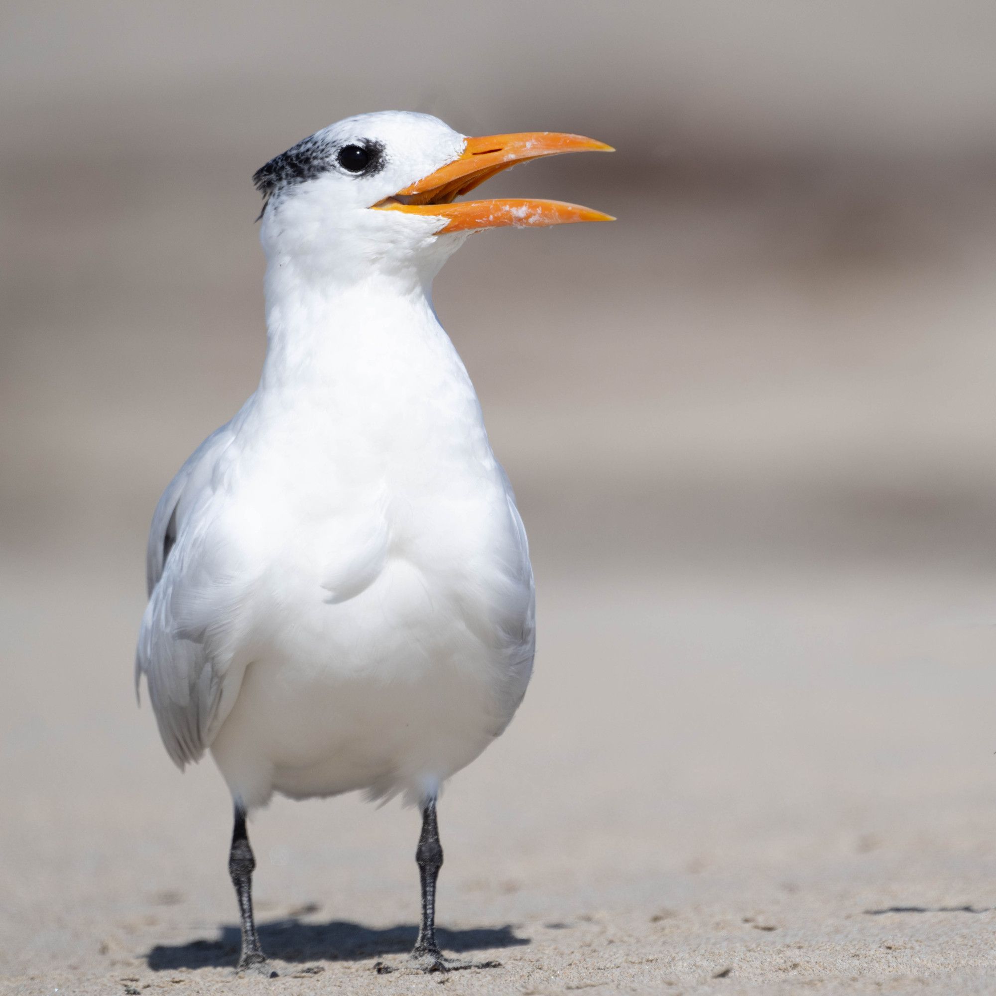 A white bird with long orange beak faces the camera, standing on the beach. It's beak is open as if in a smile.