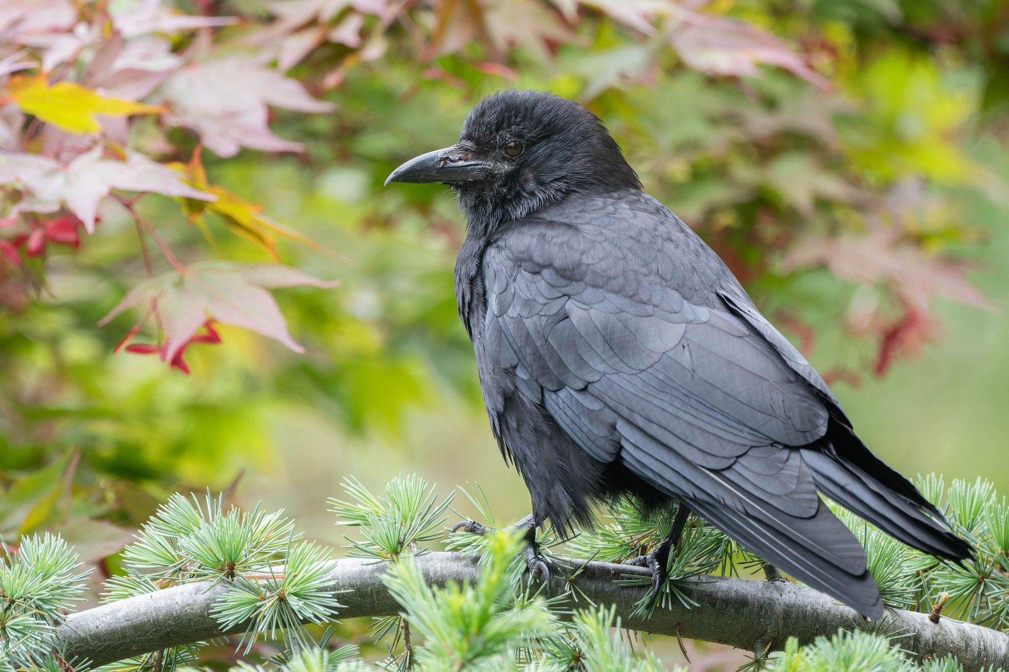 A crow with a once-broken and now healed beak sits on a weeping cedar in front of Japanese maple foliage.