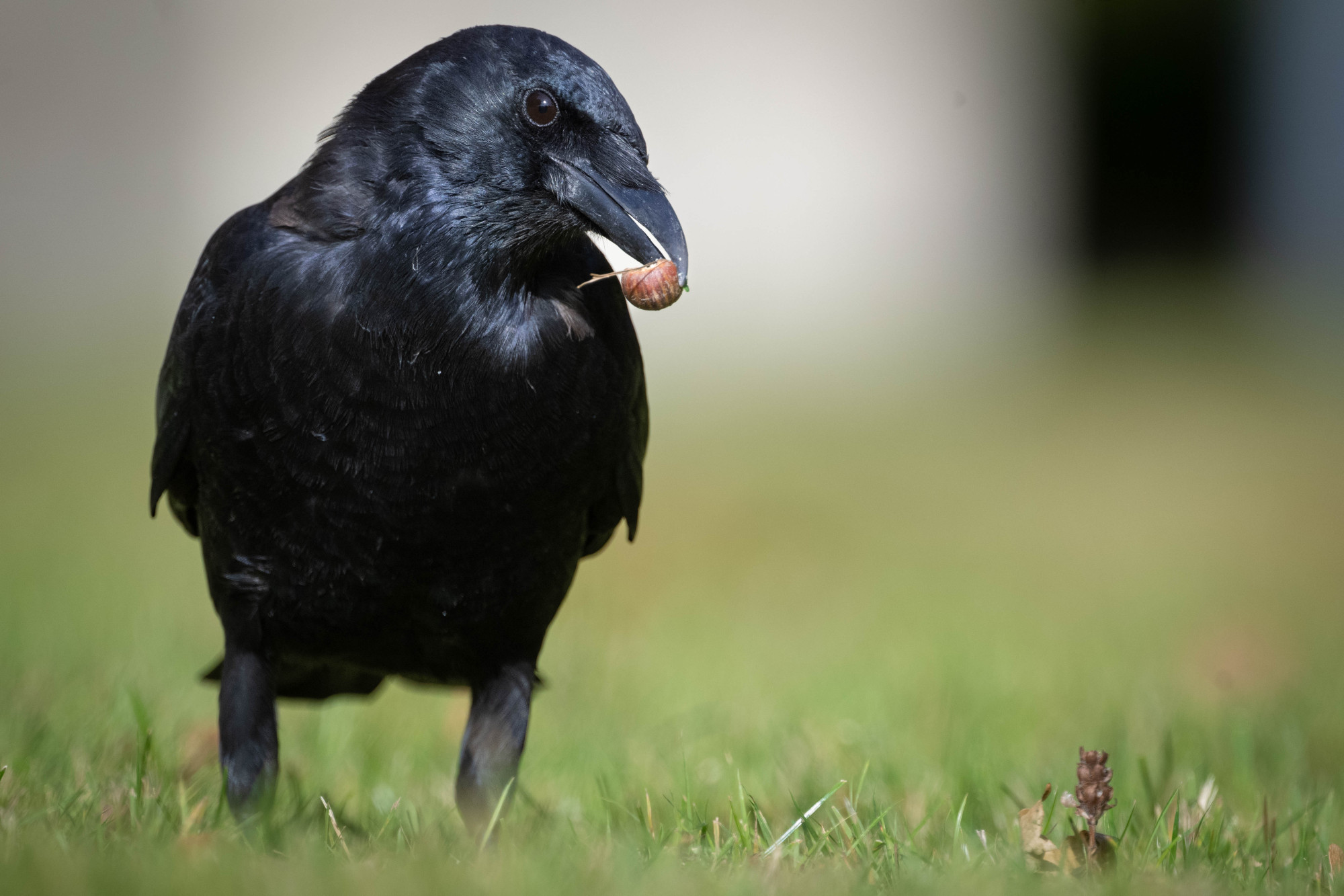 A black crow peers coyly at the camera, holding half an acorn.