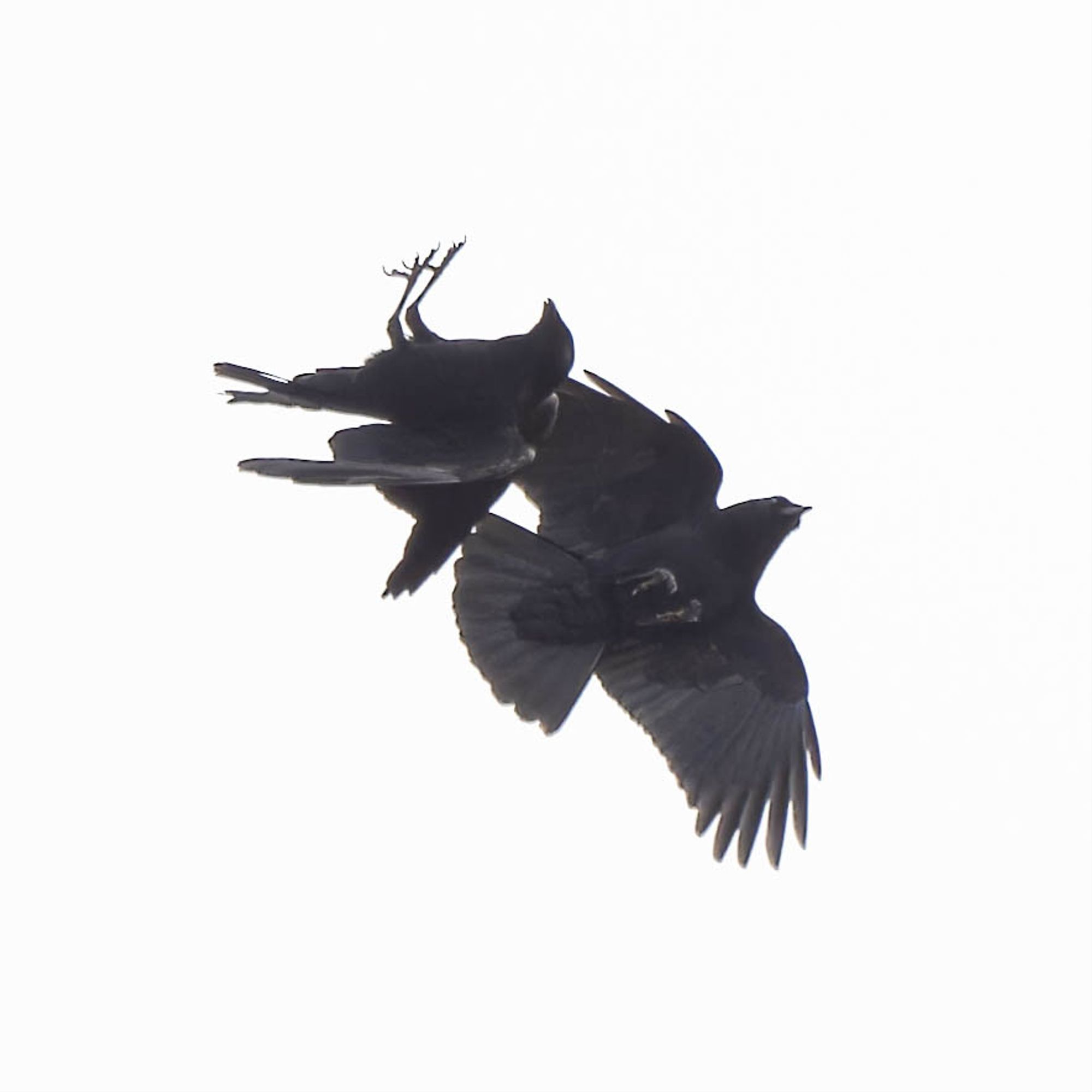 Crows diving at one another against a white sky