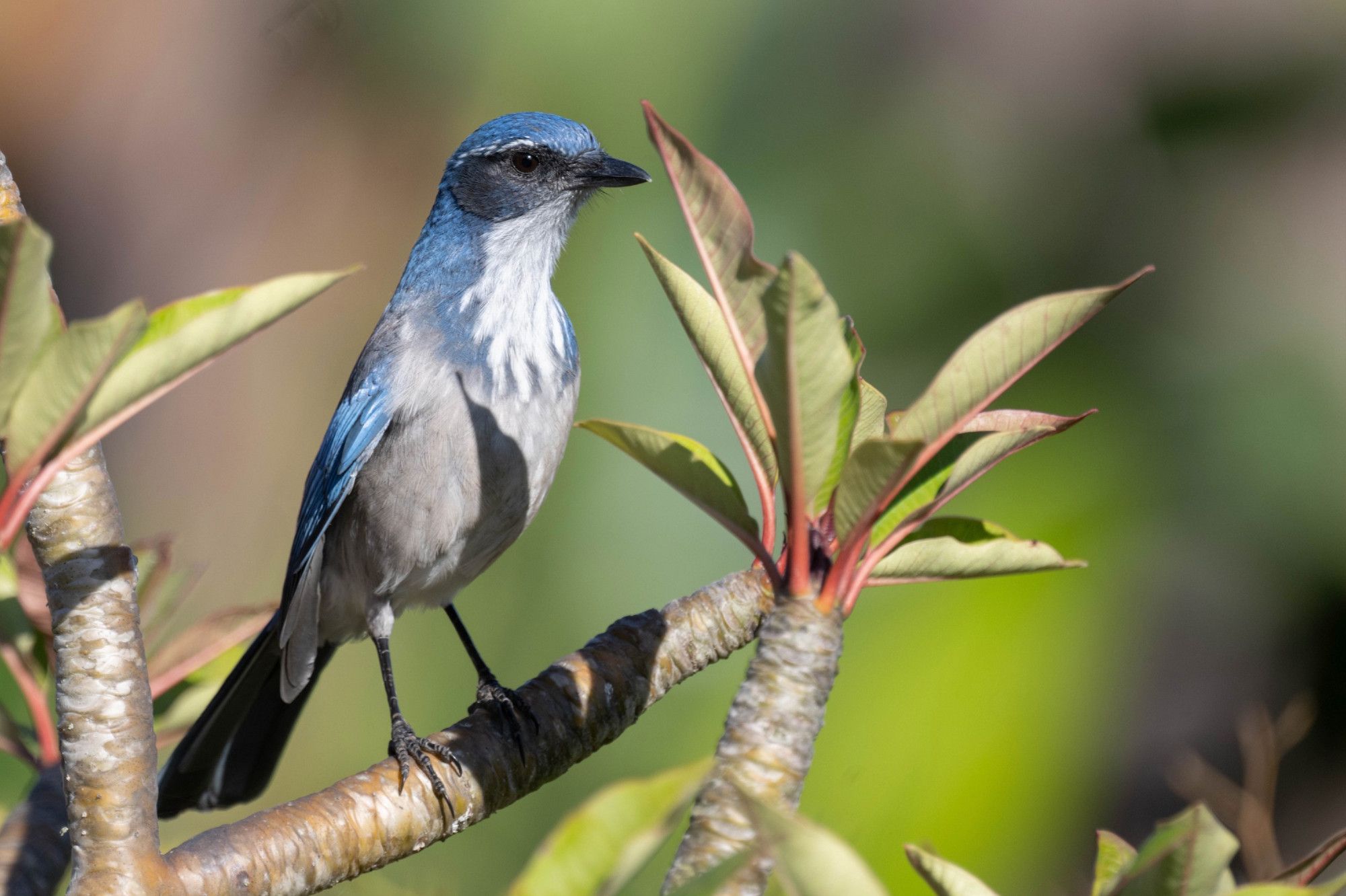 A blue scrub jay sits on an odd plant